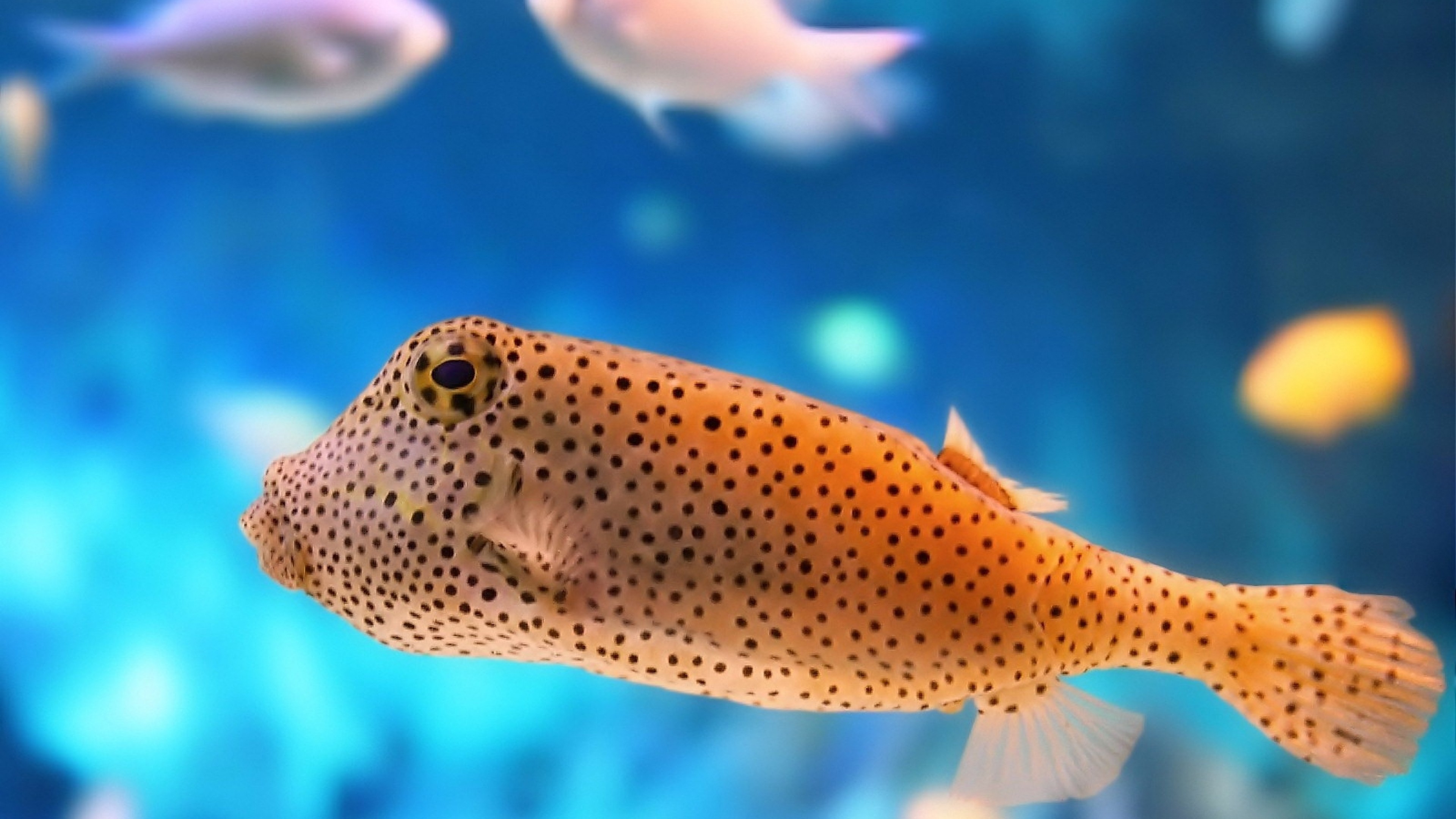 3840x2160  Wallpaper fish, underwater, color, exotic