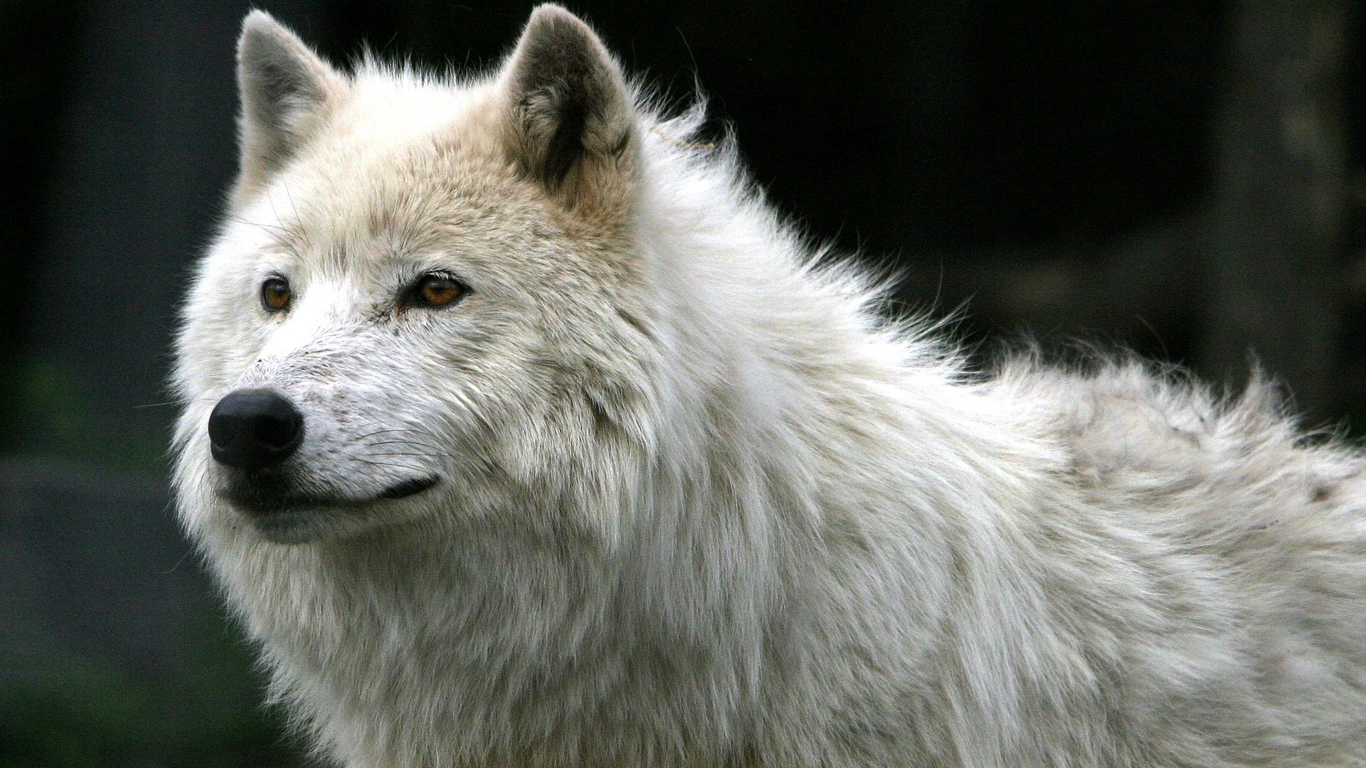 1920x1080  Wallpaper wolf, white, fur, predator