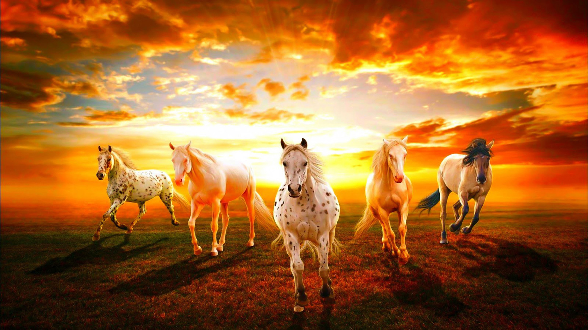 1920x1080 a group of wild horses racing at sunset