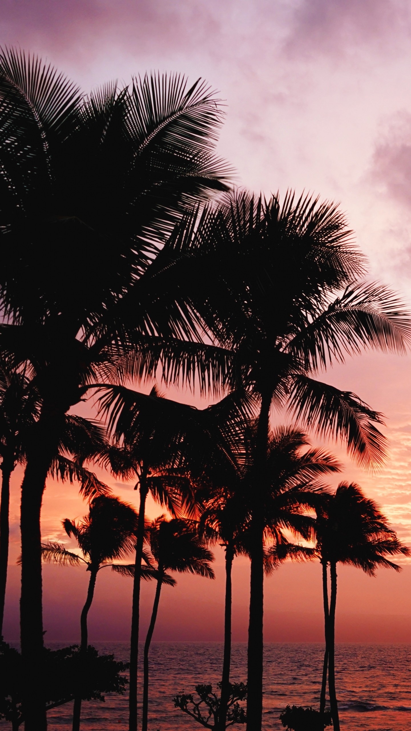 1440x2560  Wallpaper palm trees, sunset, sea