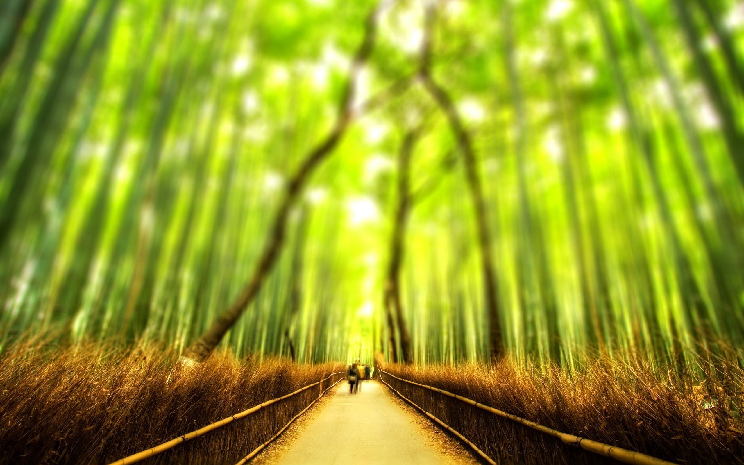 2560x1600 Bamboo-Forest-Wallpapers-HD-Desktop-Image.jpg