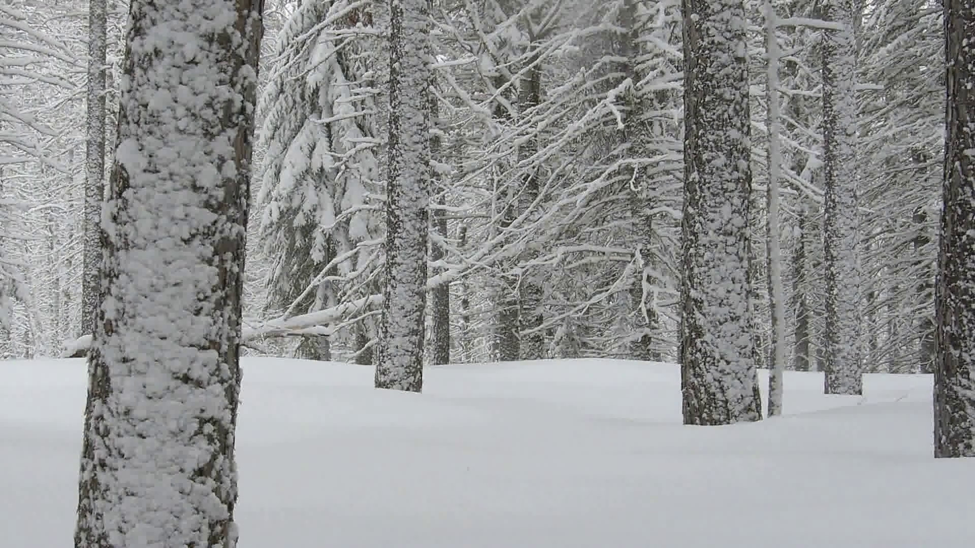 1920x1080 A northern Minnesota boreal pine forest during winter with falling snow.  Stock Video Footage - Storyblocks Video