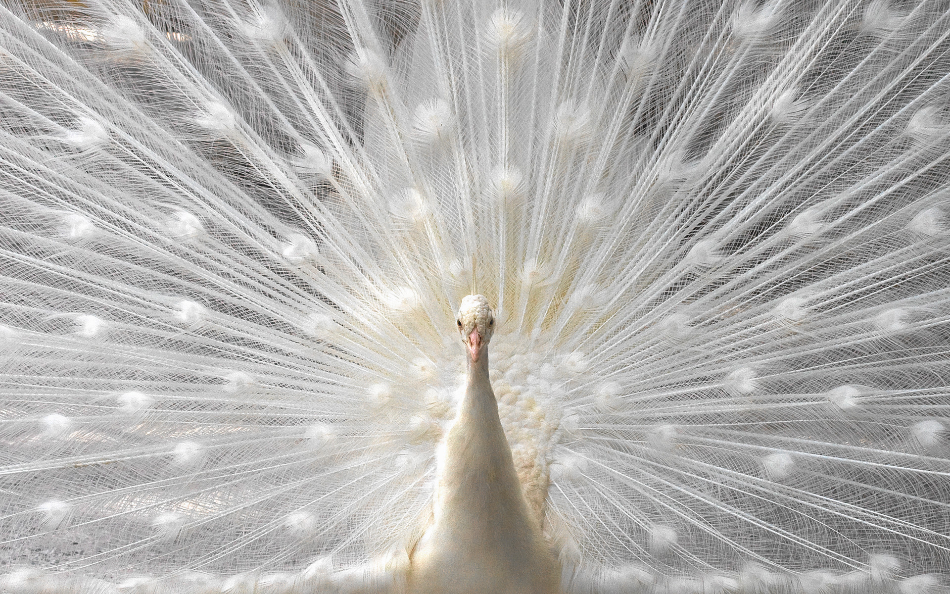 1920x1200 wallpaper albino Â· birds Â· feathers