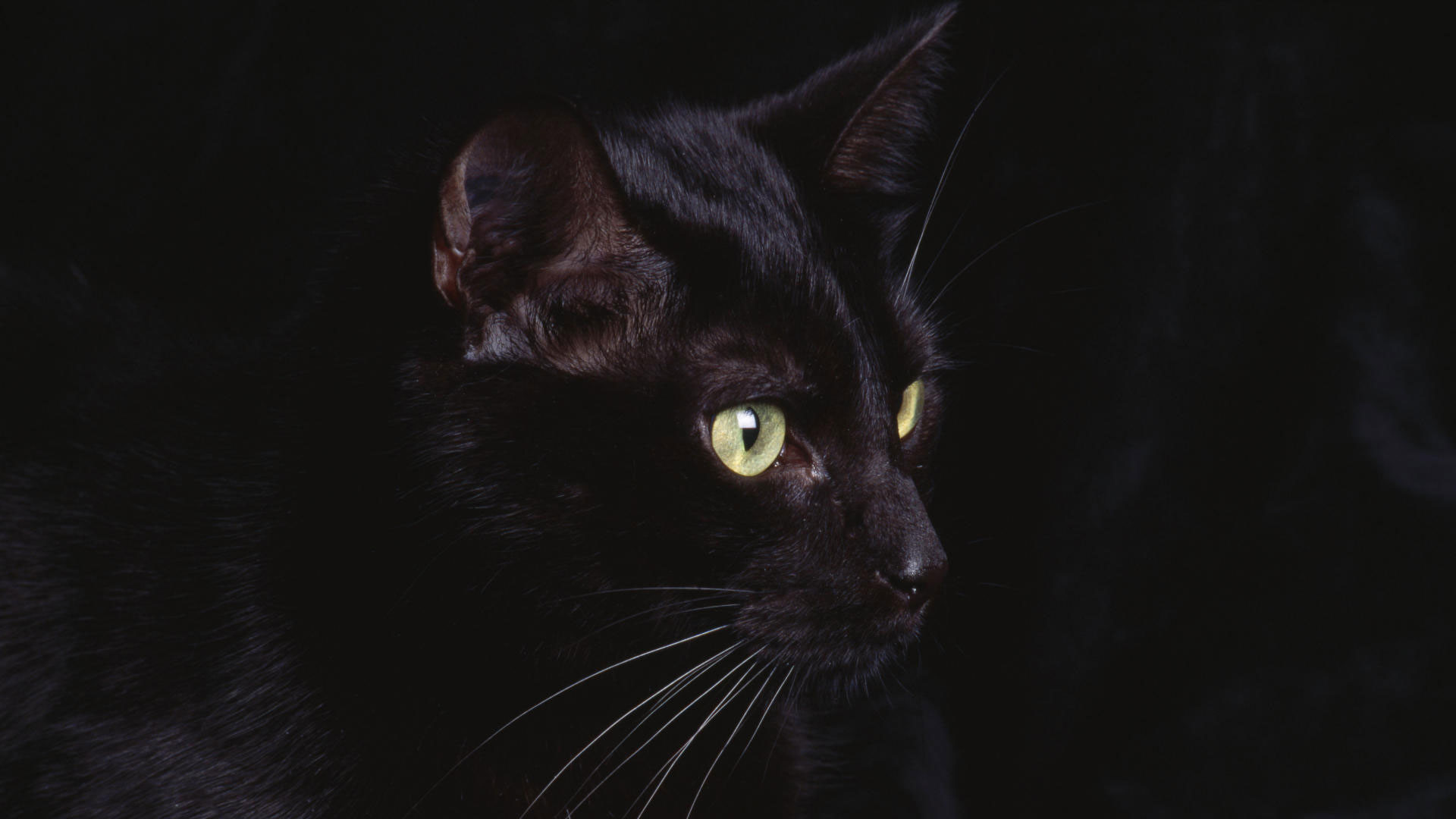 1920x1080 hd pics photos beautiful pure black cat hd quality desktop background  wallpaper