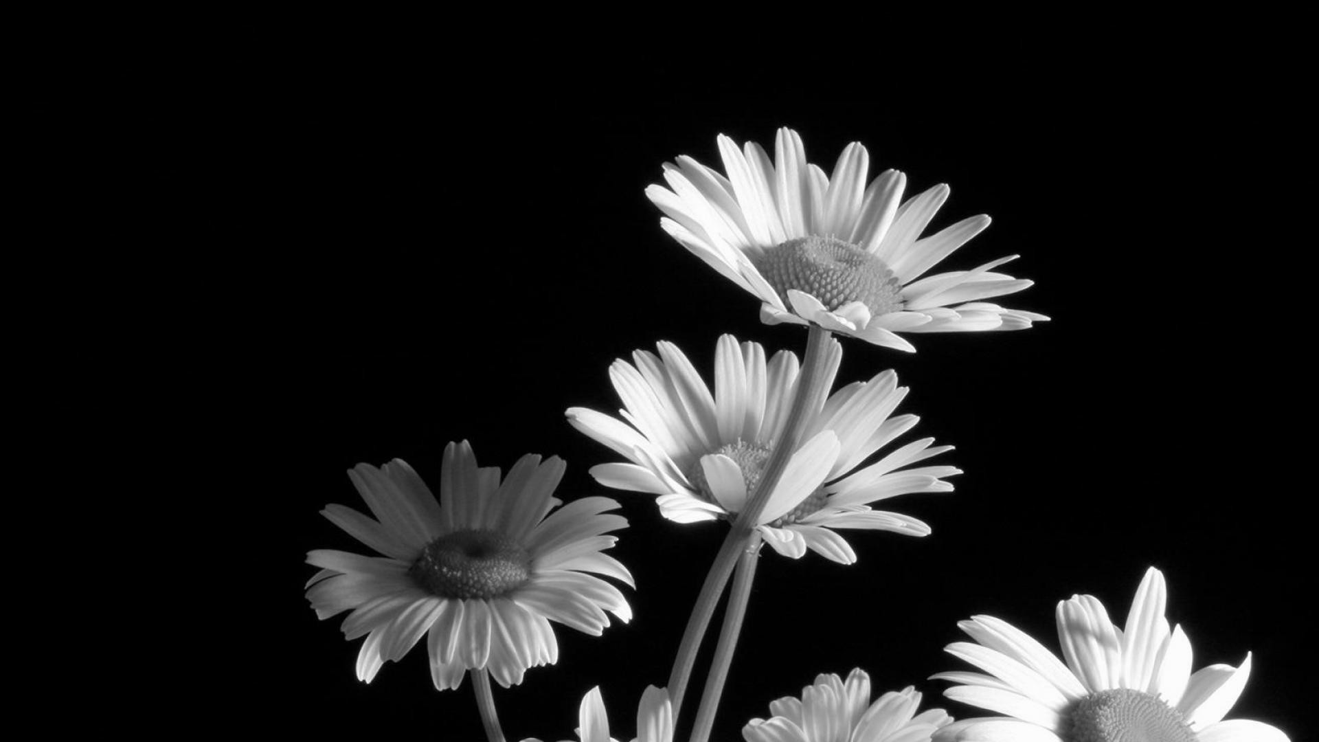 1920x1080 black and white flower wallpaper
