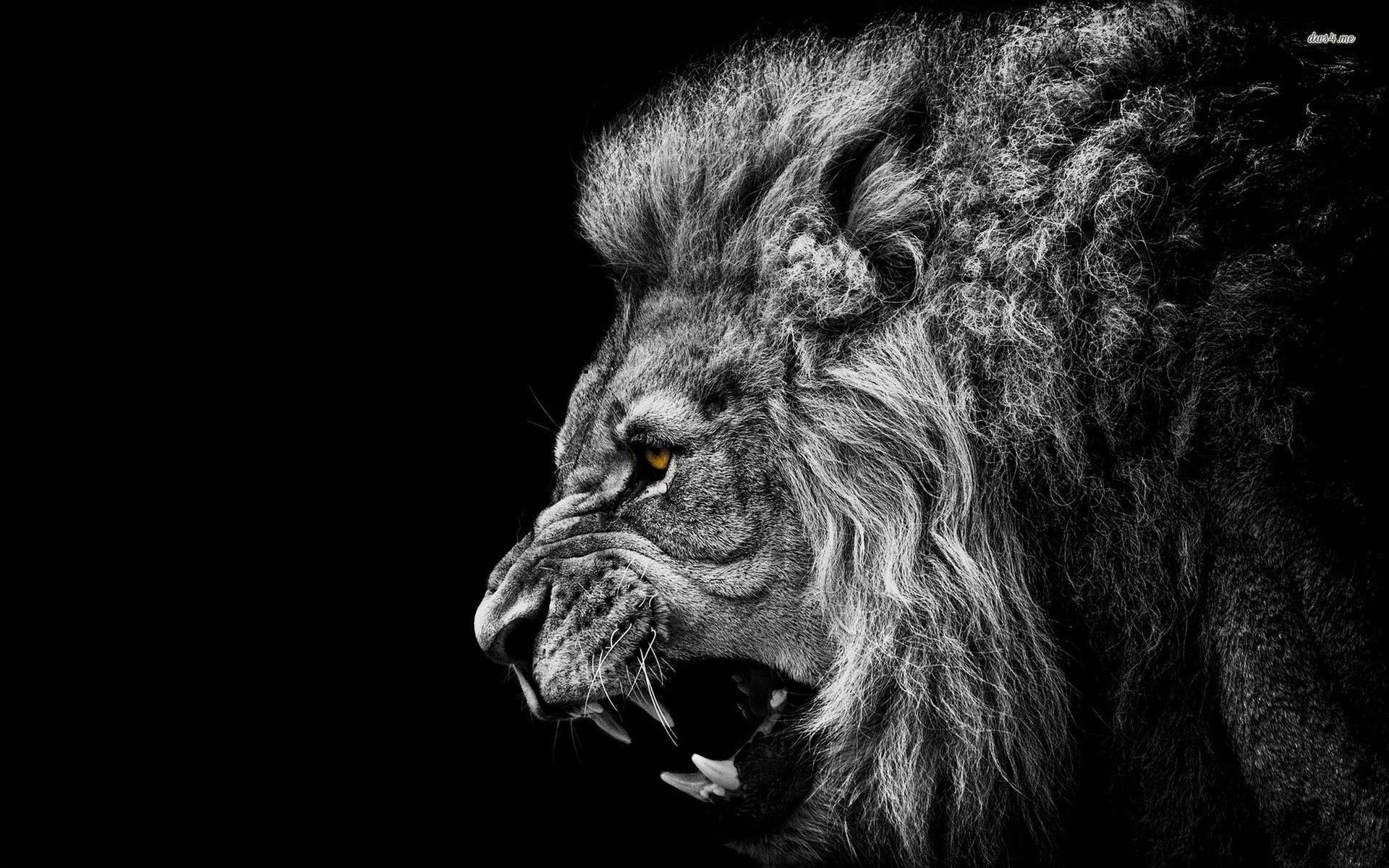 1920x1200 Download Free Lion Wallpapers