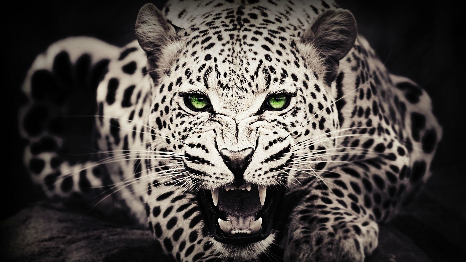 1920x1080 ... Animals Wildlife Leopard HD Desktop Wallpaper | Animals .