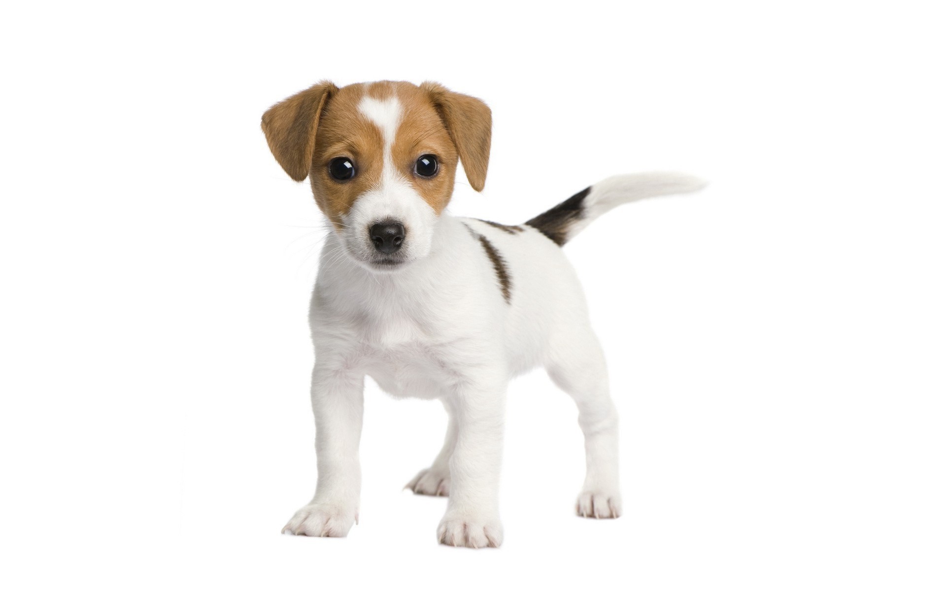 1920x1200 puppy desktop wallpaper free