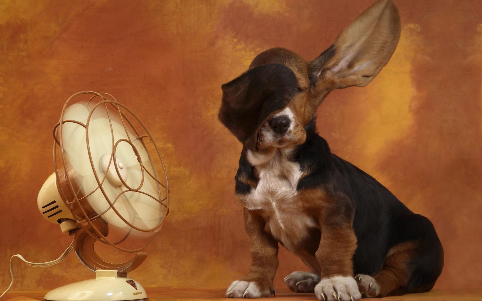 1920x1200 Basset Hound Pups Ear Blown Away By Fan