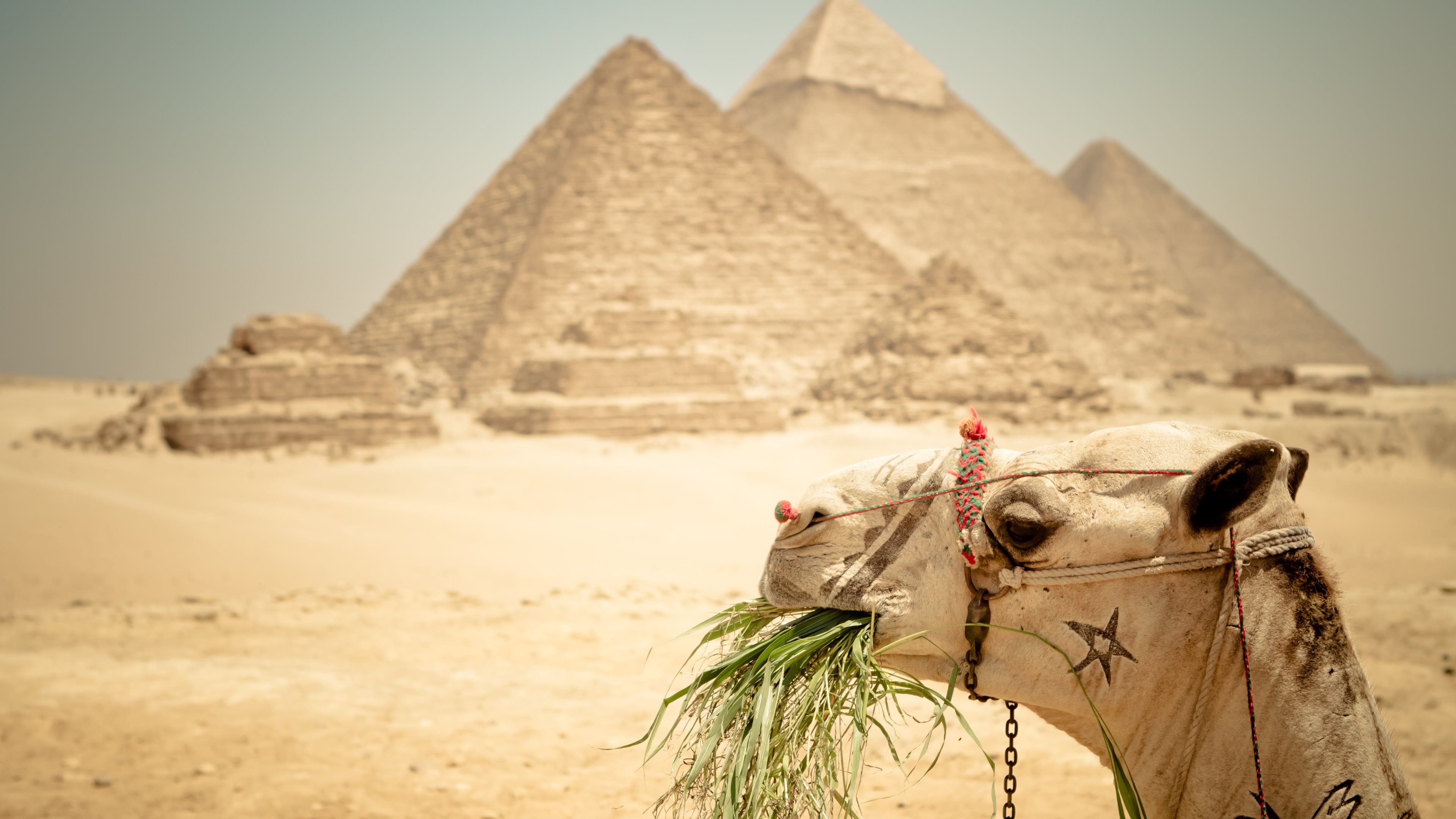 3840x2160 A camel and Egypt pyramid in the 3rd wallpaper