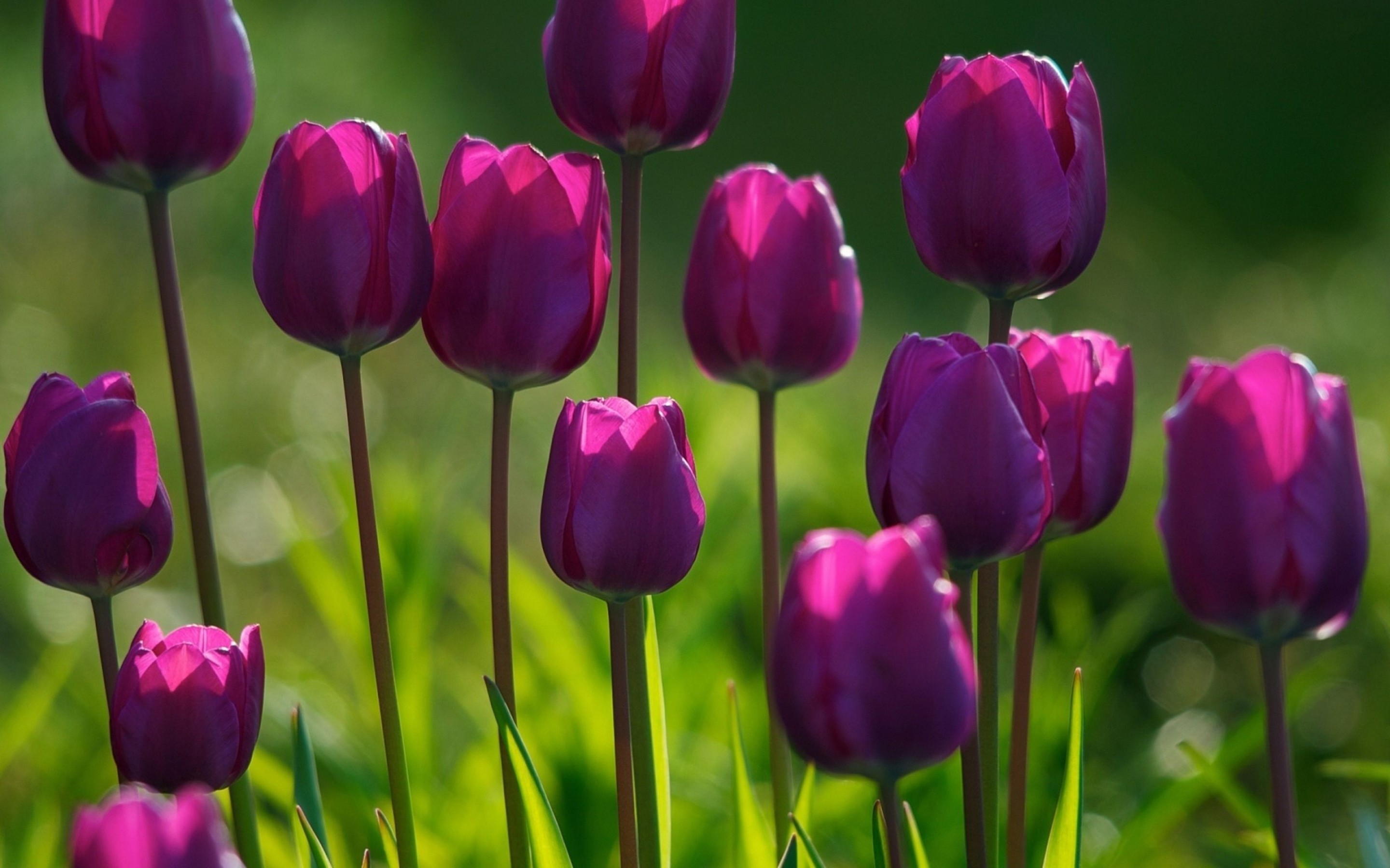 2880x1800 free springtime wallpaper. Â«Â«