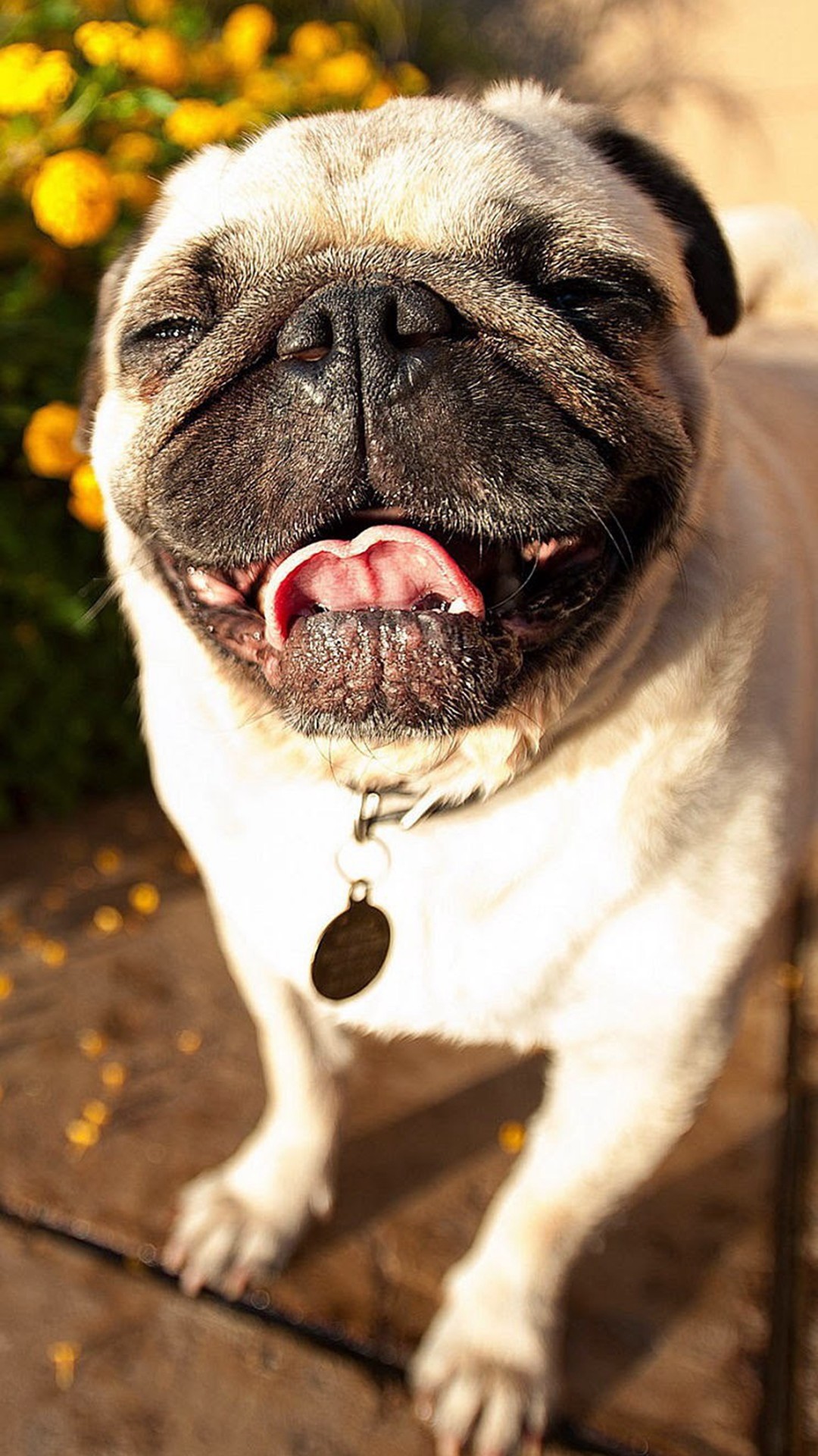 1080x1920 Cute Pug Dog Laughing iPhone 6 wallpaper