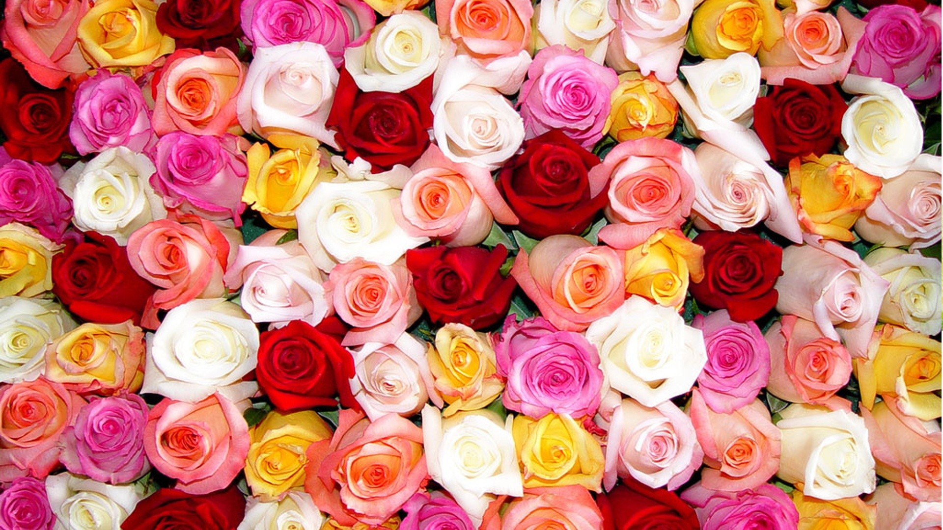 1920x1080 Wallpaper's Collection: Â«Roses WallpapersÂ»