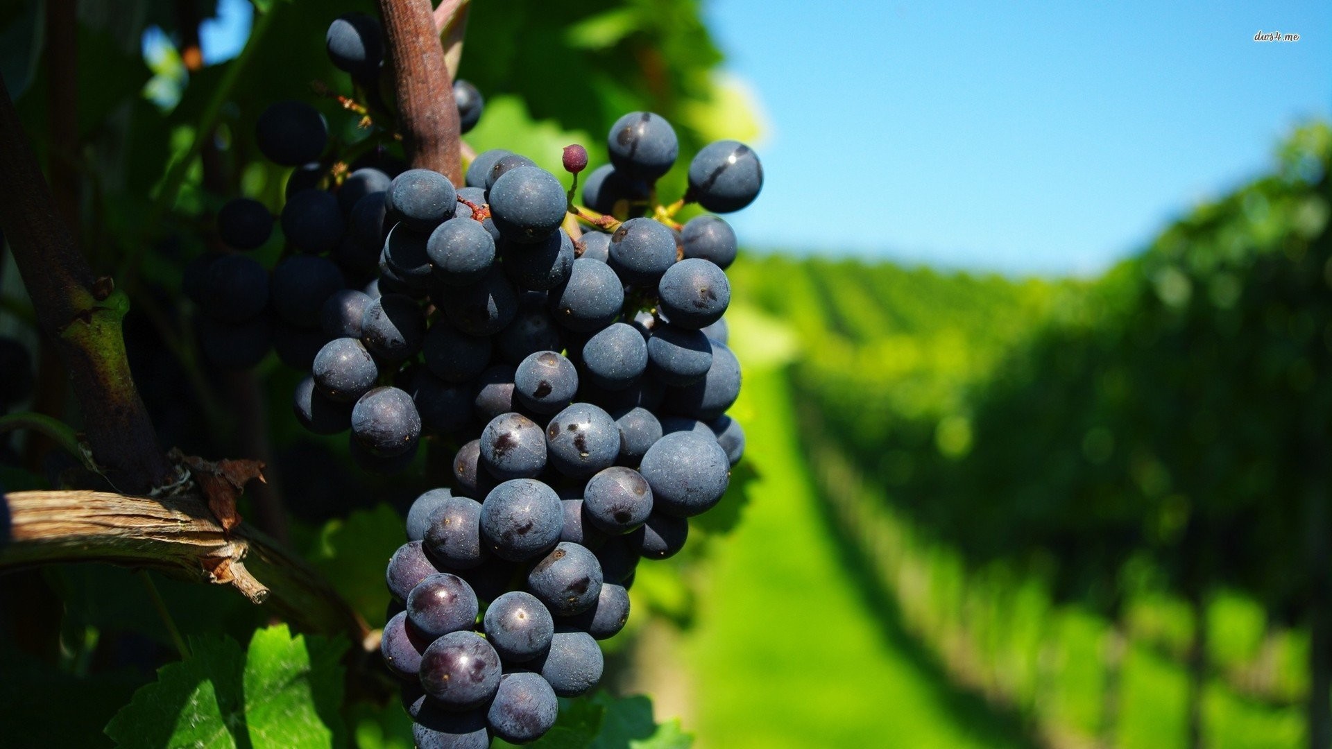 1920x1080 Grape In The Vineyard
