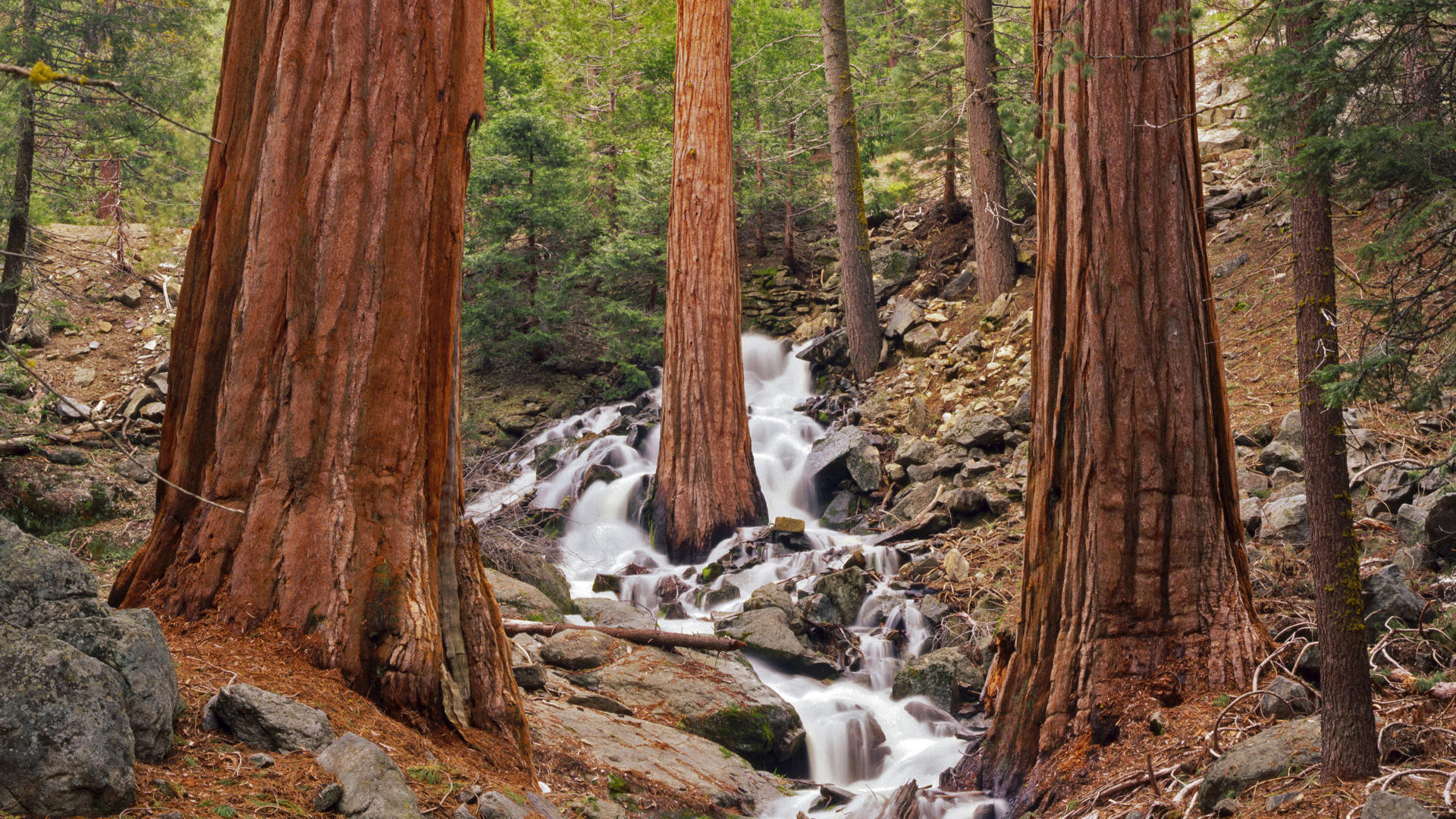 1920x1080 California Redwood forest Wallpaper Best Of Sequoia National Park Wallpaper  Wallpapersafari