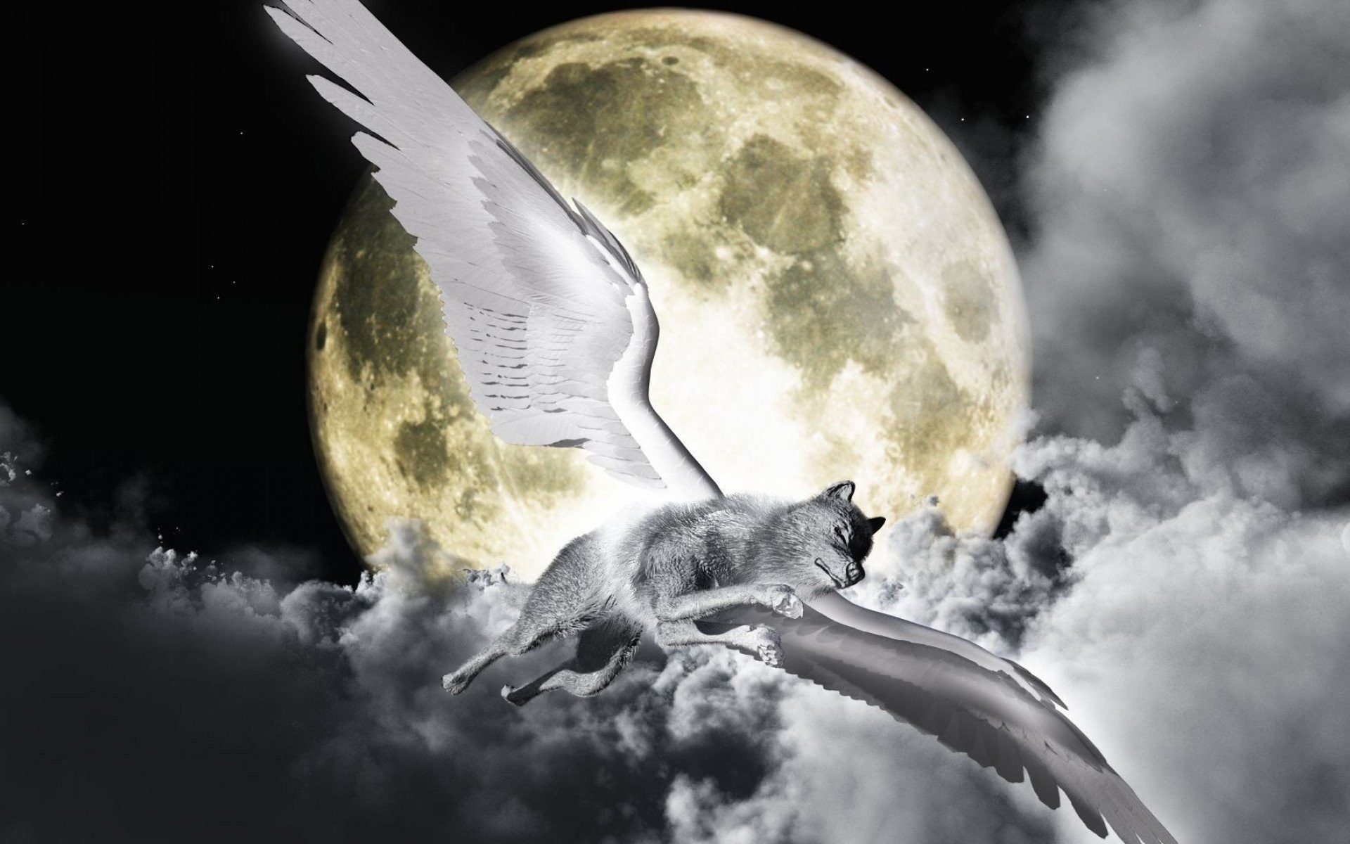 1920x1200 Angel wallpapers wolf