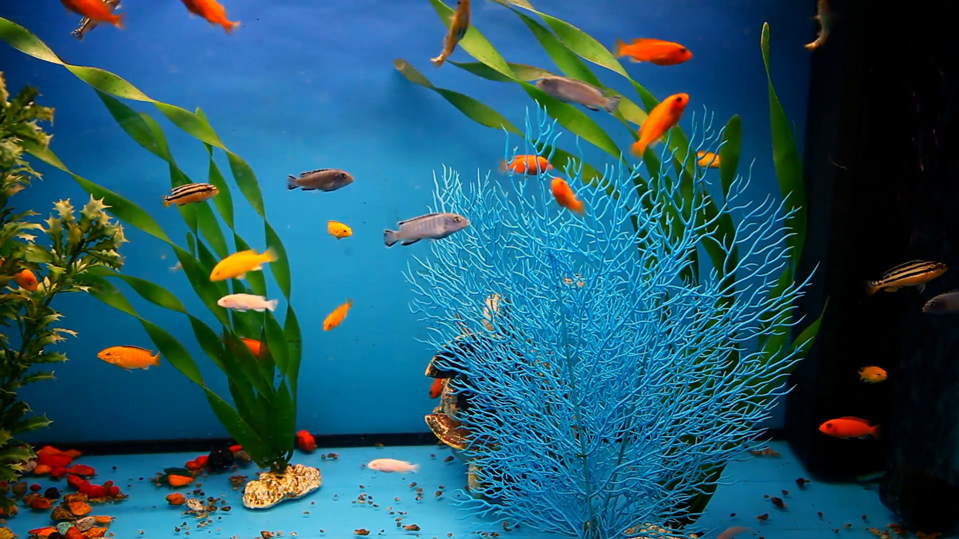 1920x1080 aquarium fish background blue calm swim grass saver video Stock Video  Footage - Storyblocks Video