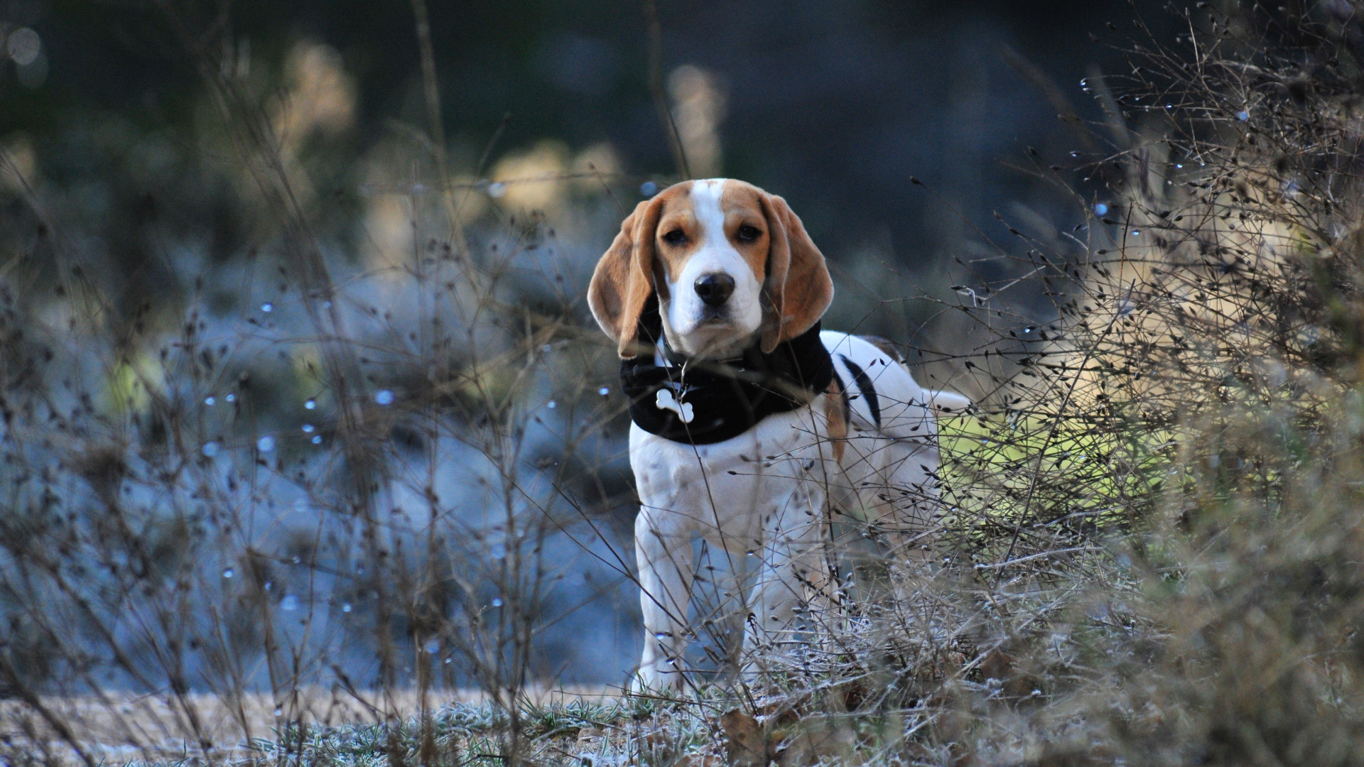 1920x1080  Wallpaper beagle, dog, walk