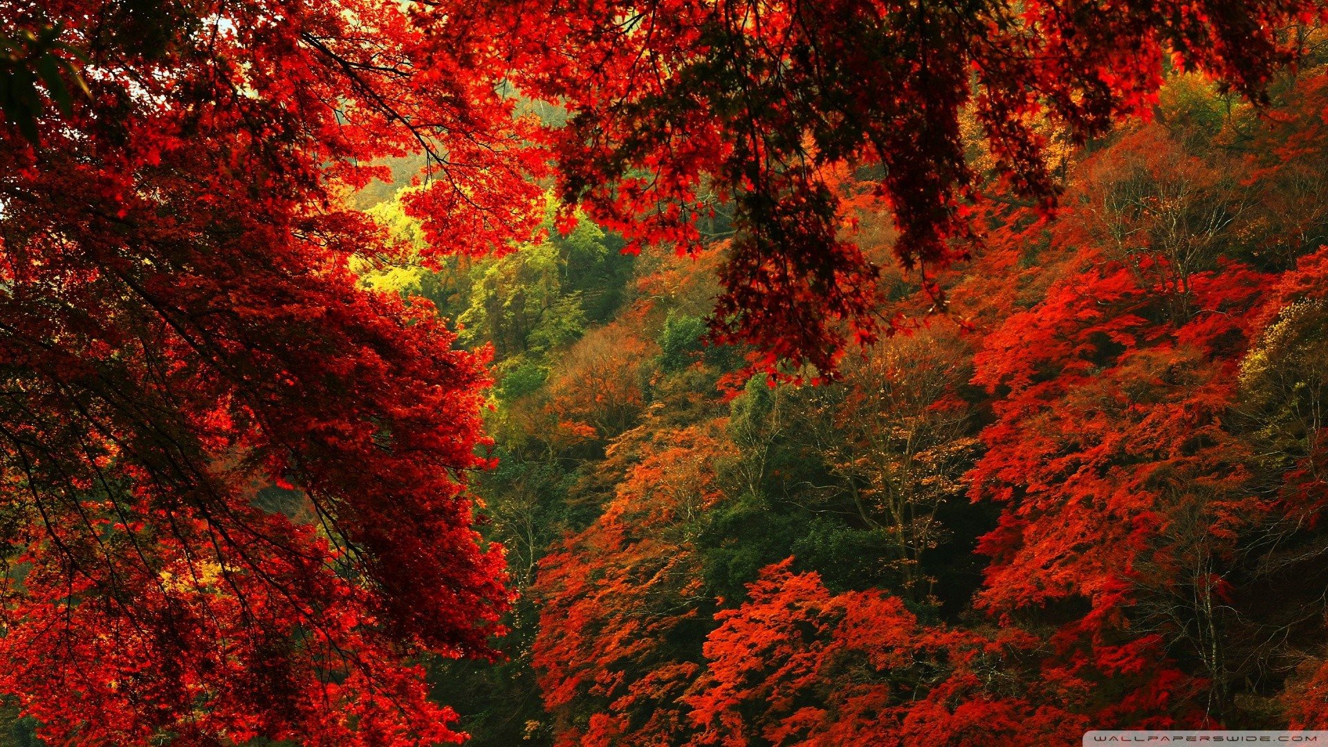 Red And Green Wallpapers - Wallpaper Cave