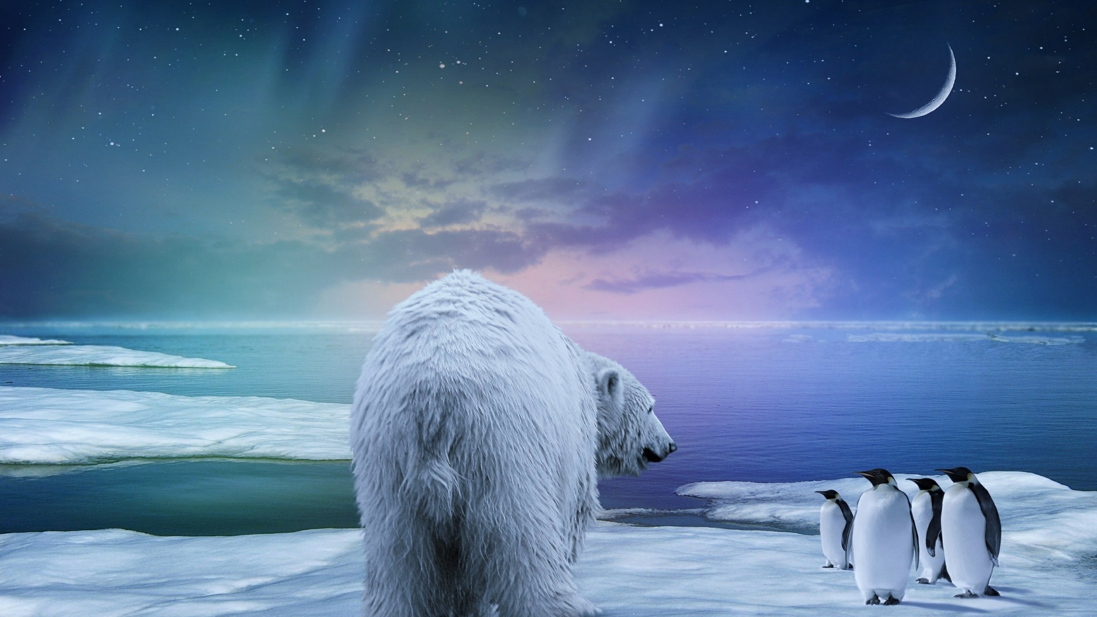 3840x2160 Preview wallpaper polar bear, penguin, northern lights 