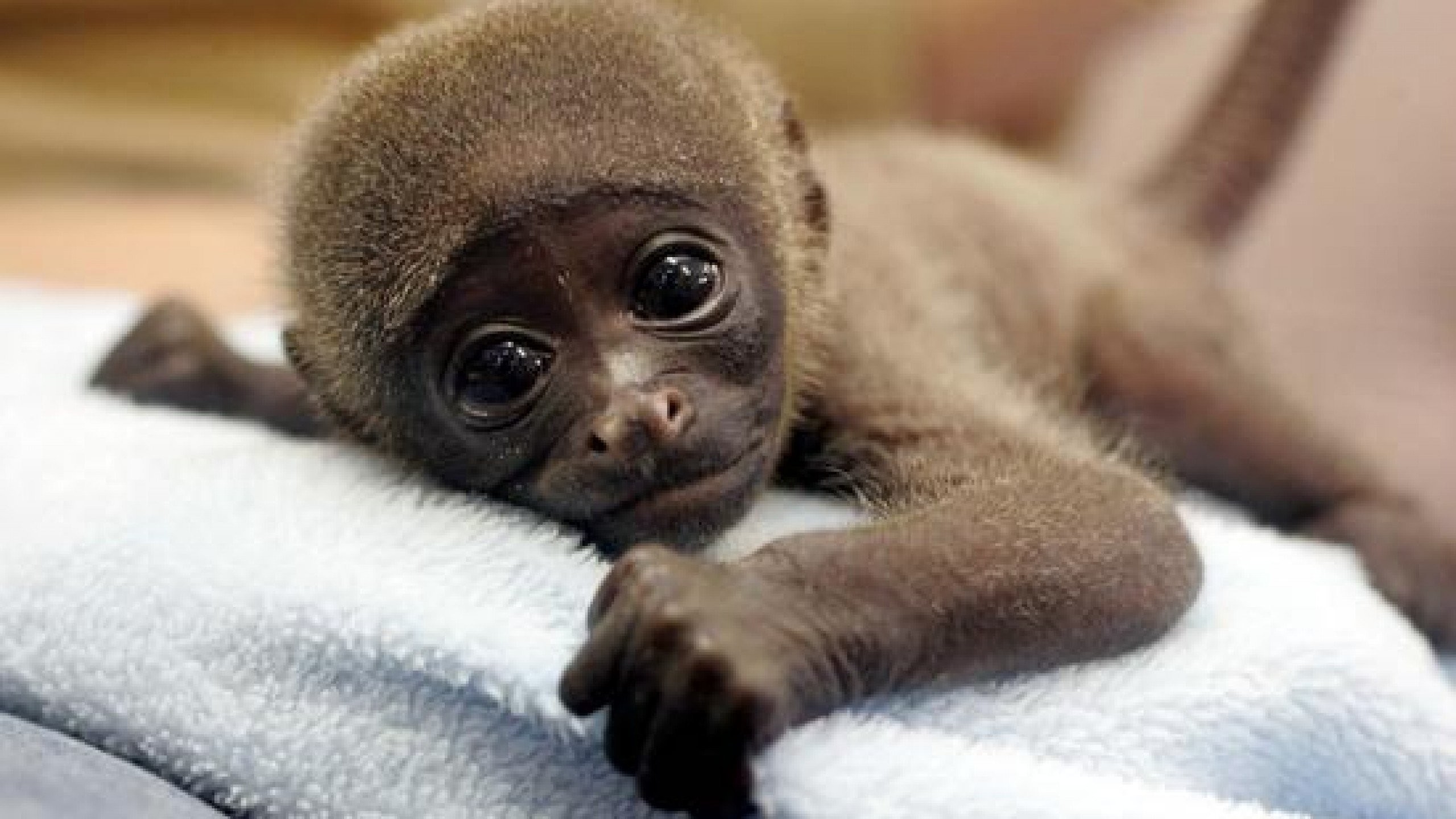 2560x1440 Cute Baby Monkey