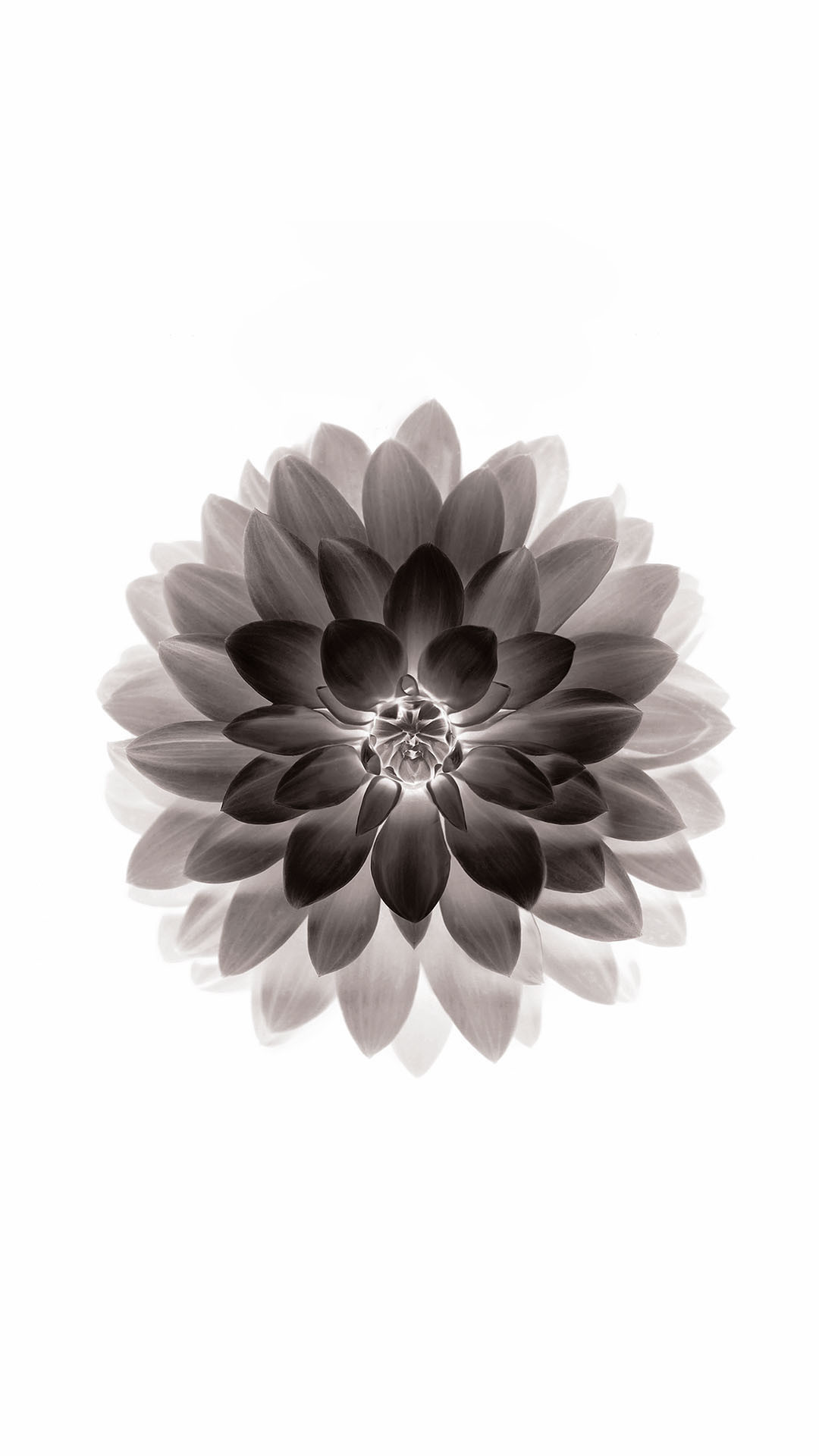 1080x1920 Infrared Apple Lotus Flower Android Wallpaper ...