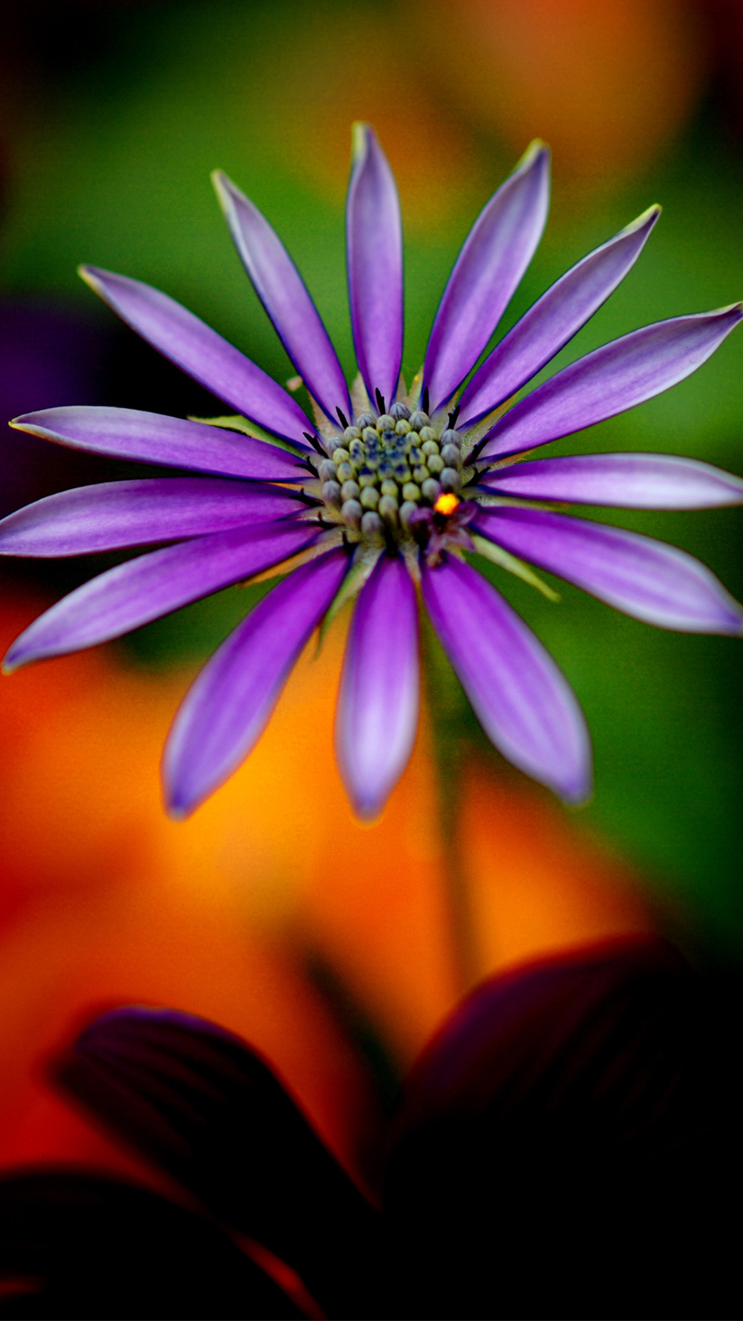 1080x1920 full hd wallpapers 1080p for mobile with purple flower full hd download  high definiton wallpapers amazing