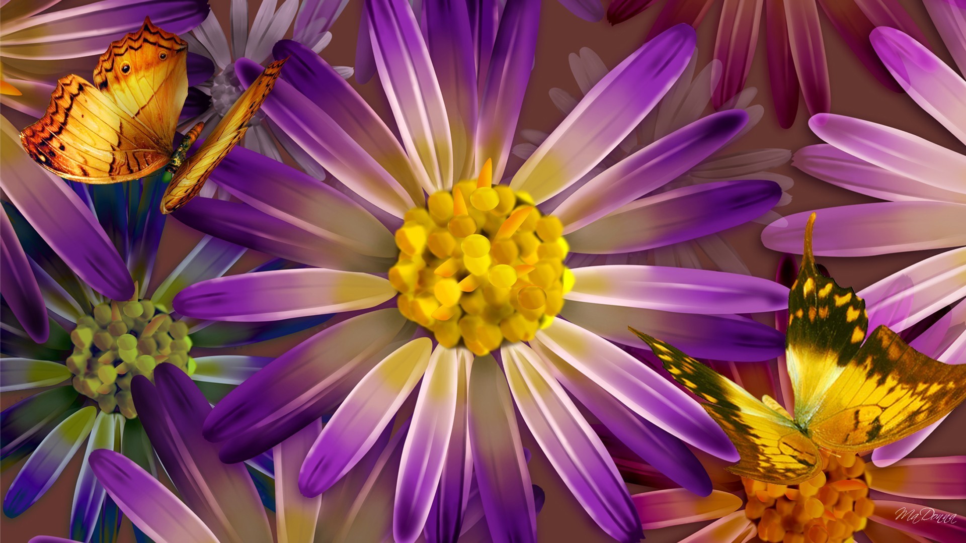 1920x1080 Flowers - Gold Delight Spring Daisy Floral Summer Purple Butterfly Flowers  Wallpapers Download Hd for HD