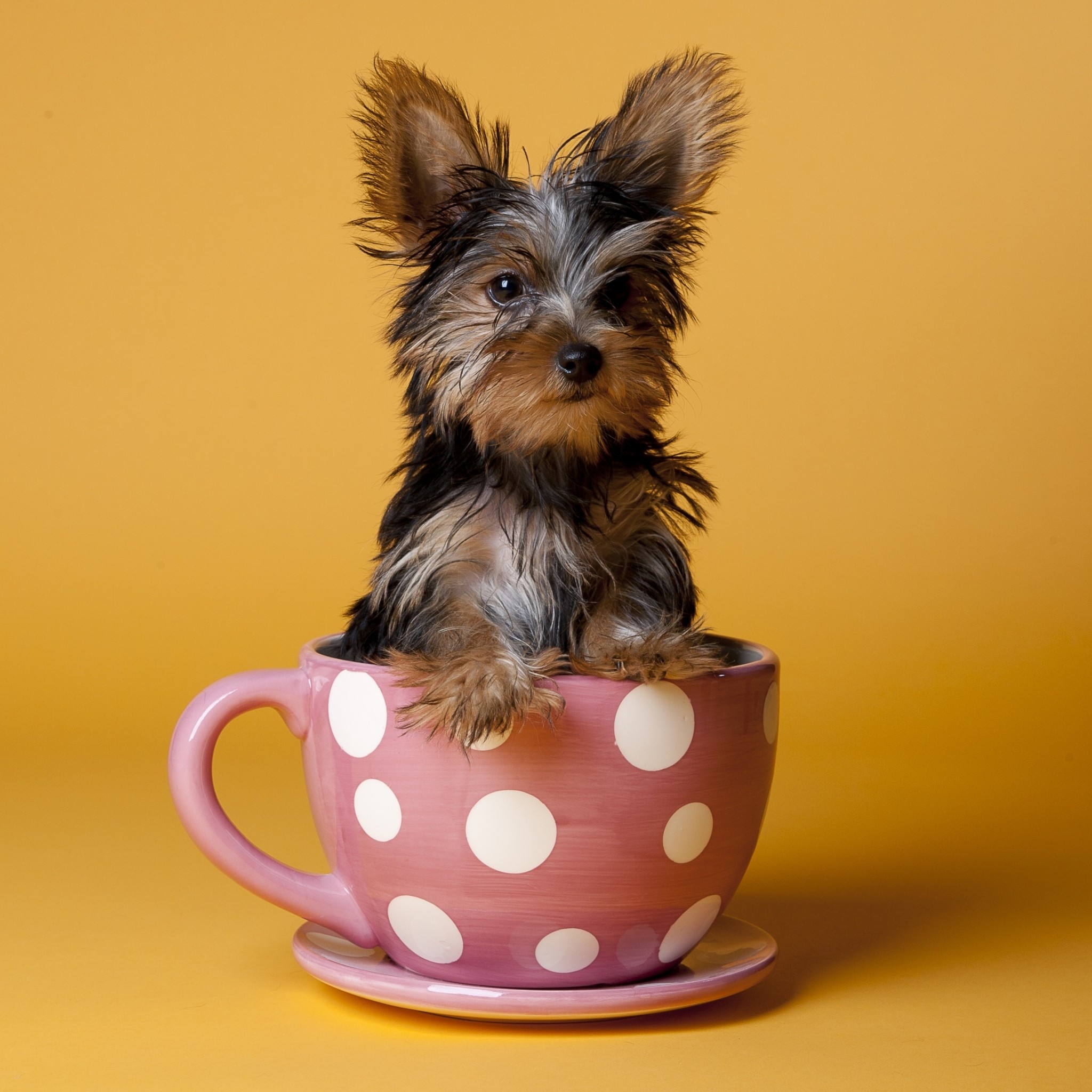 2048x2048  Wallpaper yorkshire terrier, cup, puppy, dog, sit