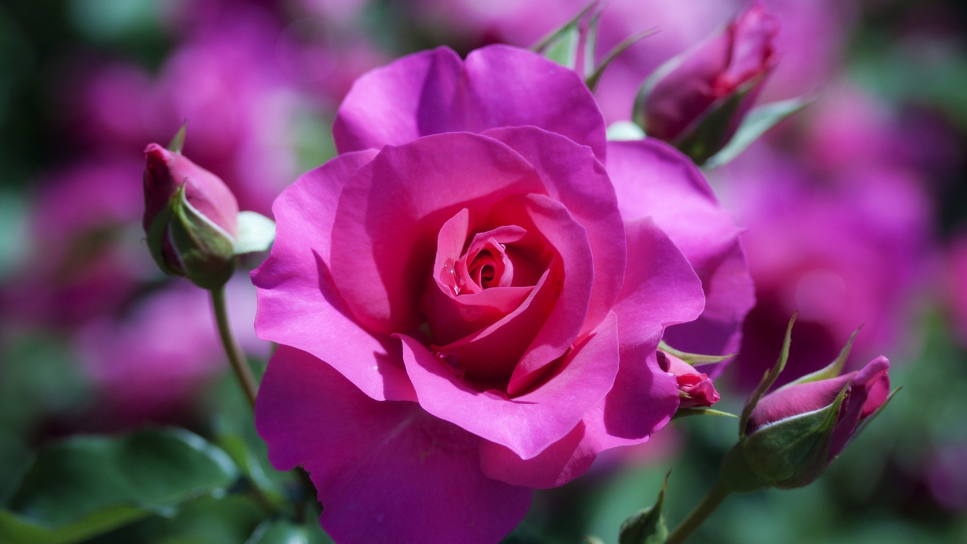 1920x1080 Roses-Types-Names-And-Colors-Purple-Rose-Flower-