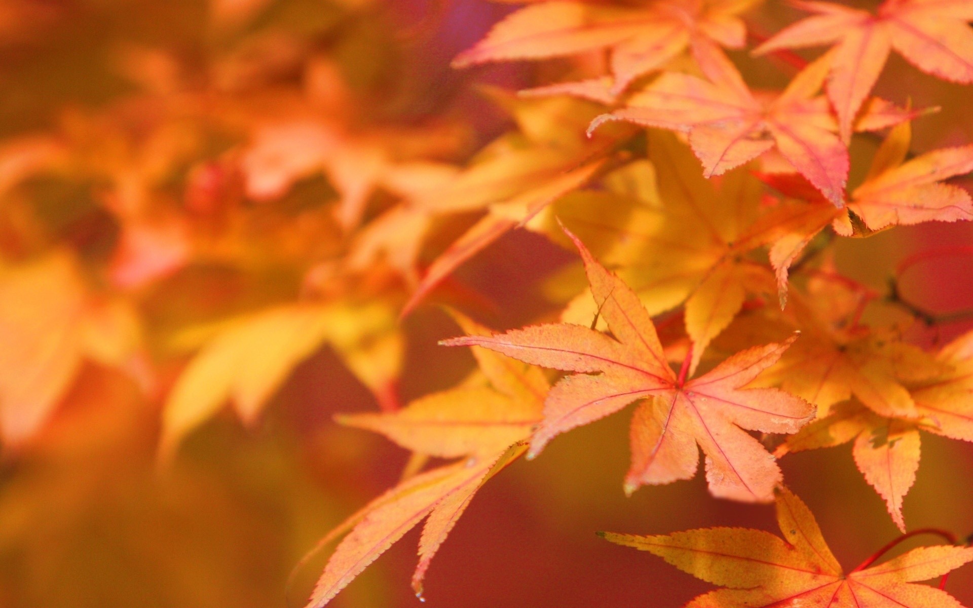 1920x1200 Fall Leaves Wallpaper Related Keywords amp Suggestions 