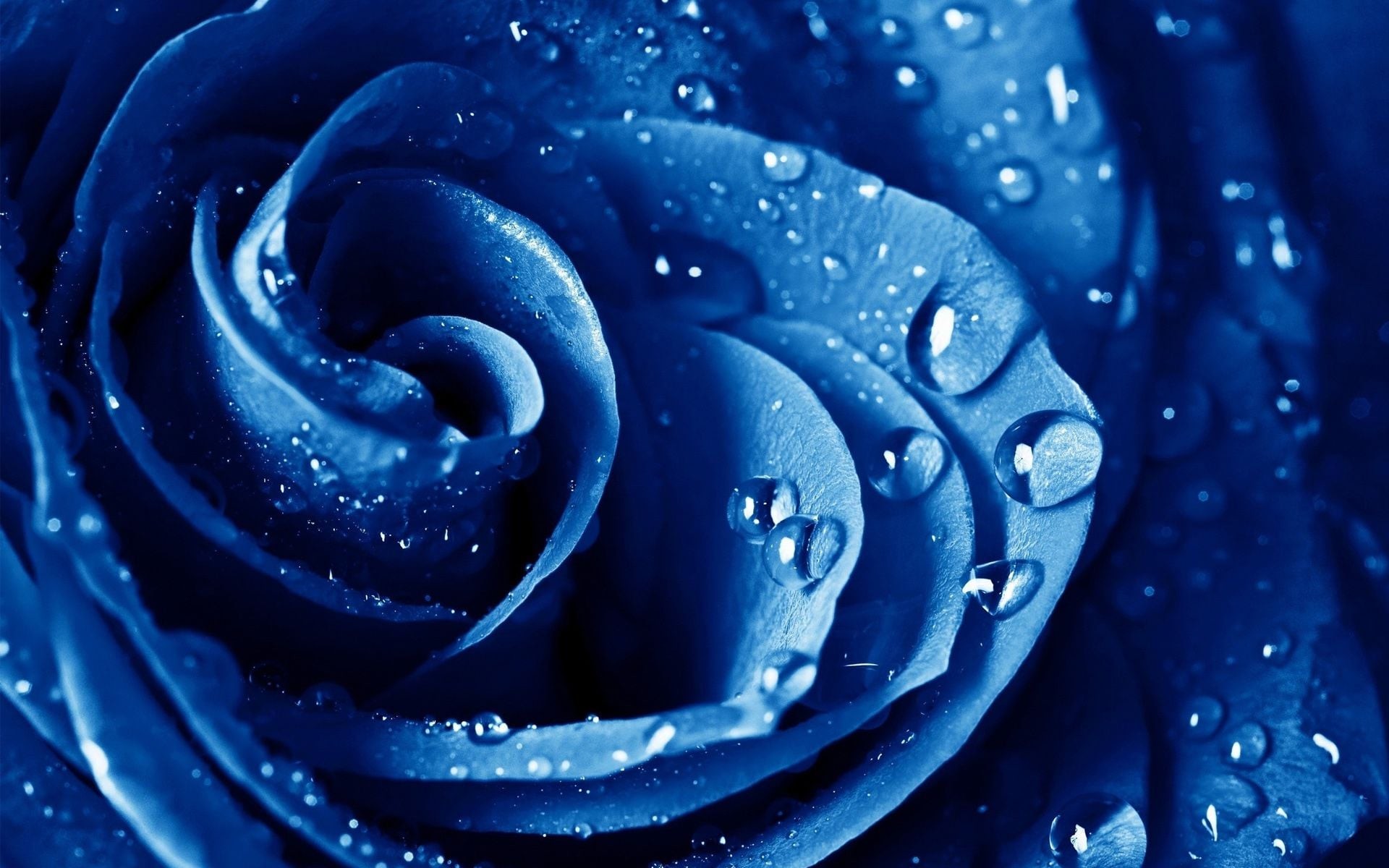 1920x1200 Water drops Blue rose backgrounds