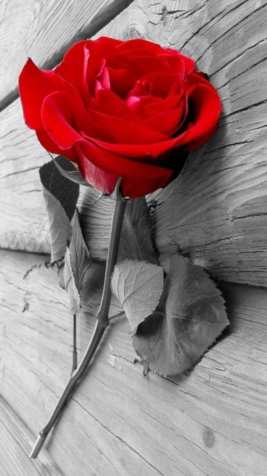 1080x1920 ... Elegant Red Rose On Wood iPhone 8 wallpaper.