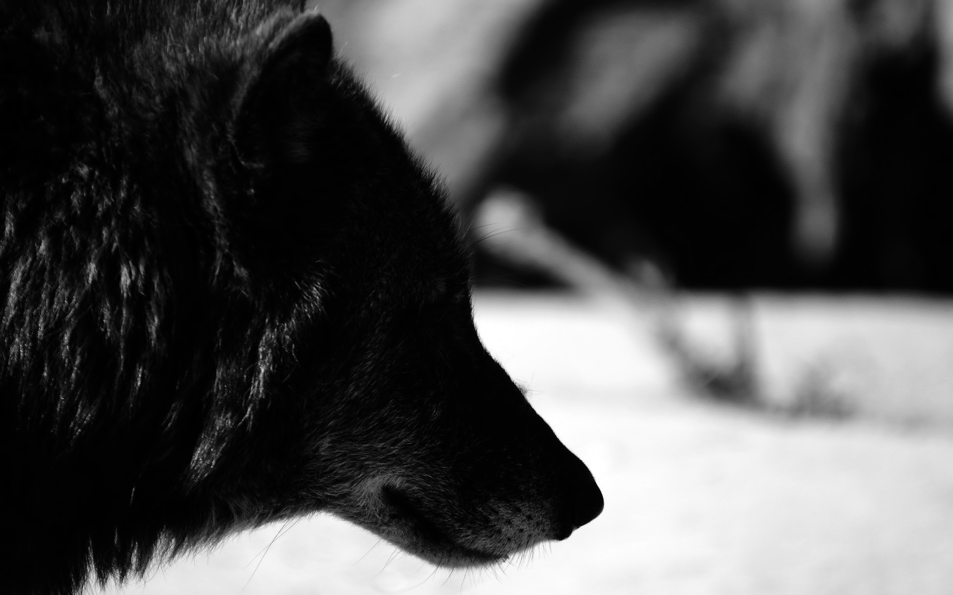 1920x1200 Black And White Wolf HD Wallpaper