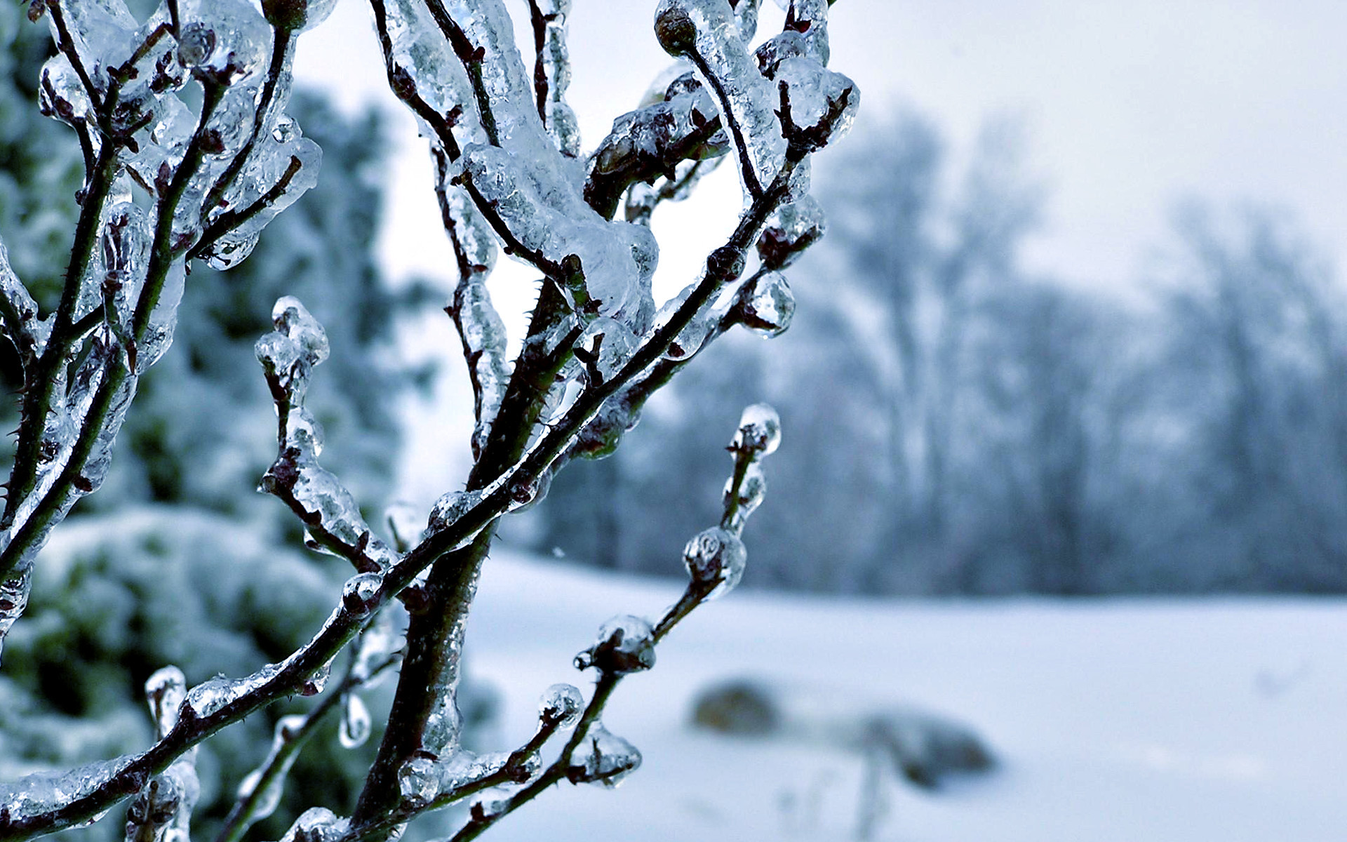 1920x1200  Winter Wallpapers For Android - HD Wallpapers Backgrounds of Your  .