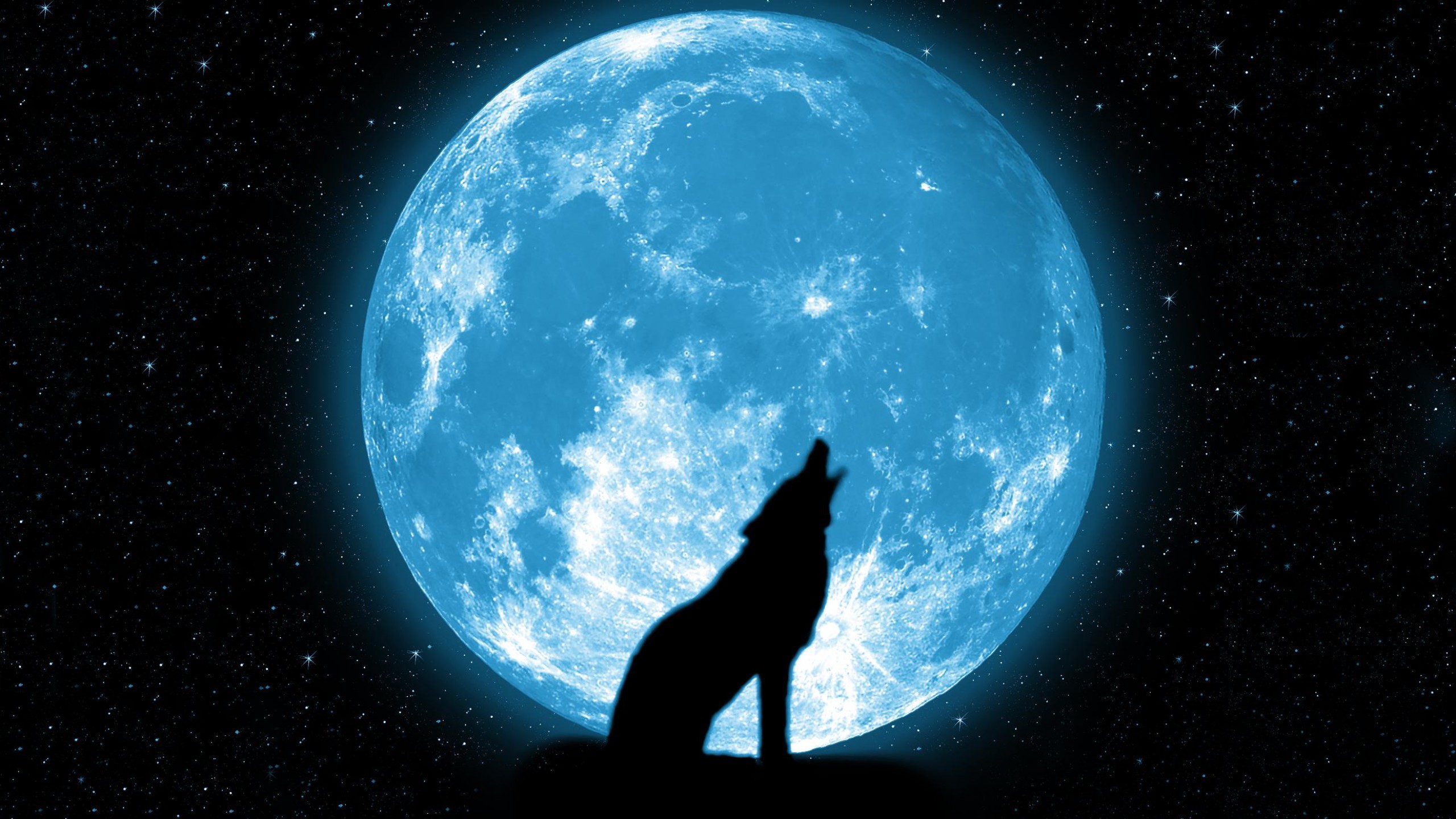 2560x1440 Howling Wolf Wallpapers Full Hd