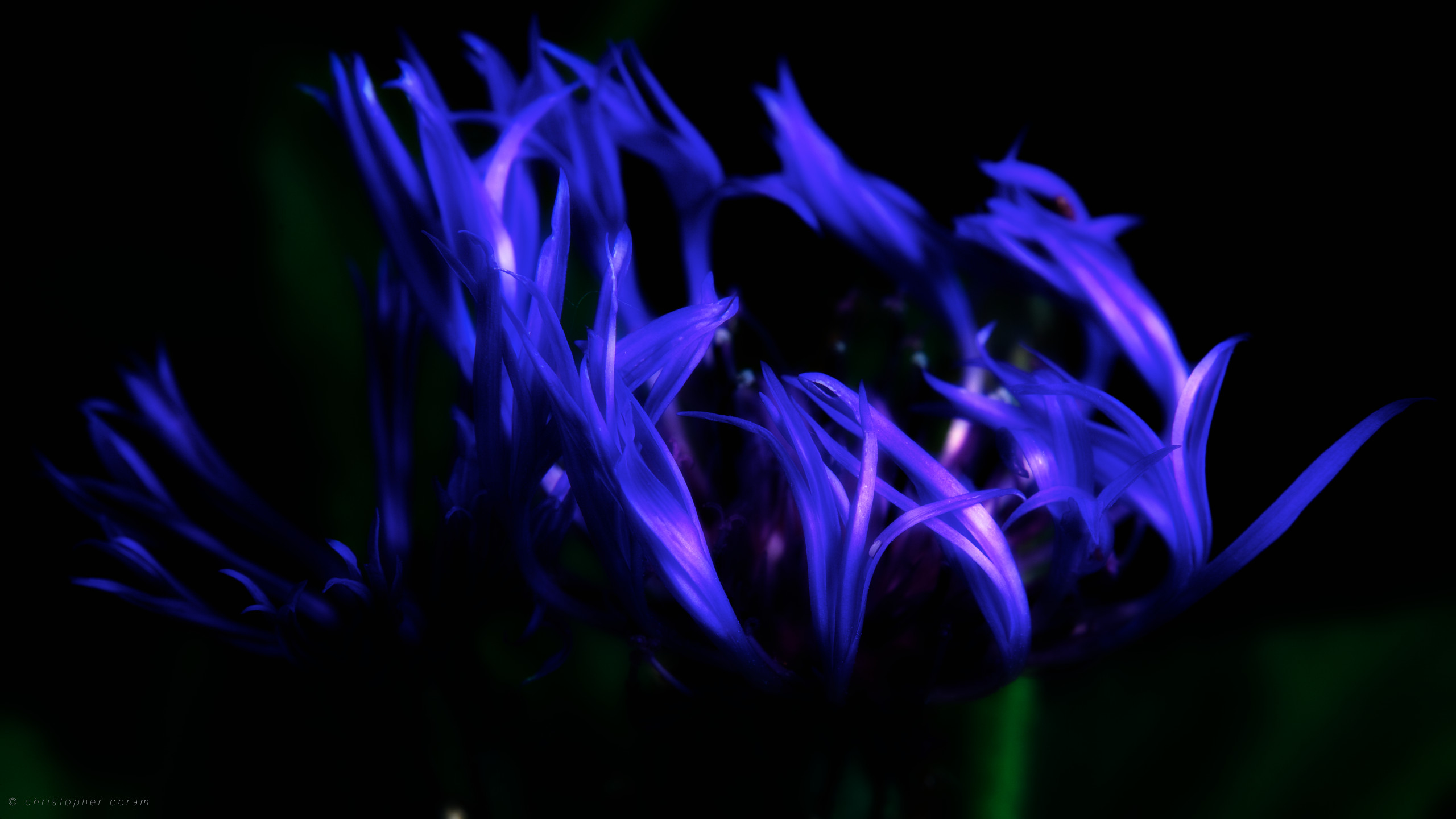 2560x1440 Earth - Flower Blue Flame Petal Fire Wallpaper