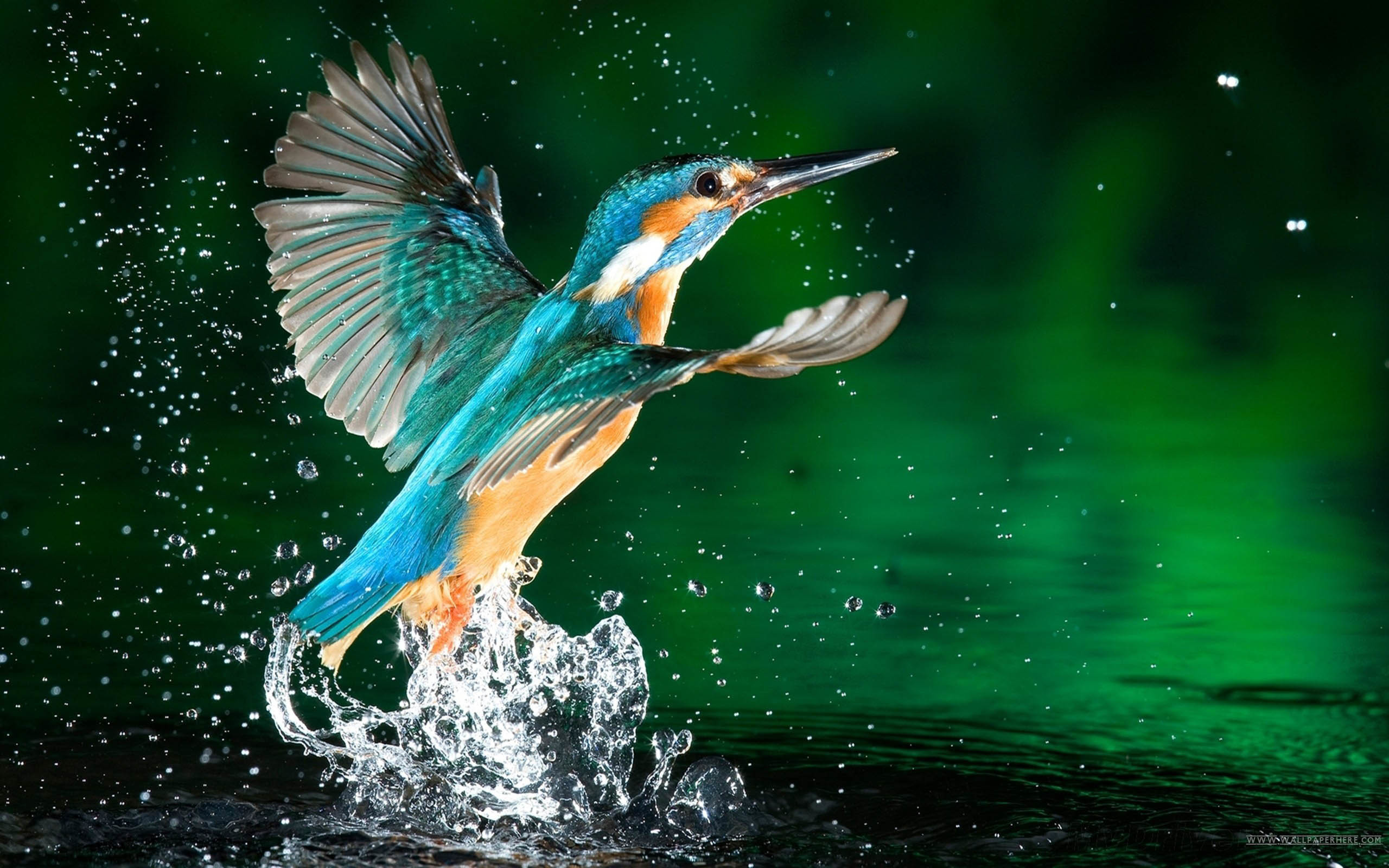 2560x1600 HD Bird Desktop Wallpaper Image