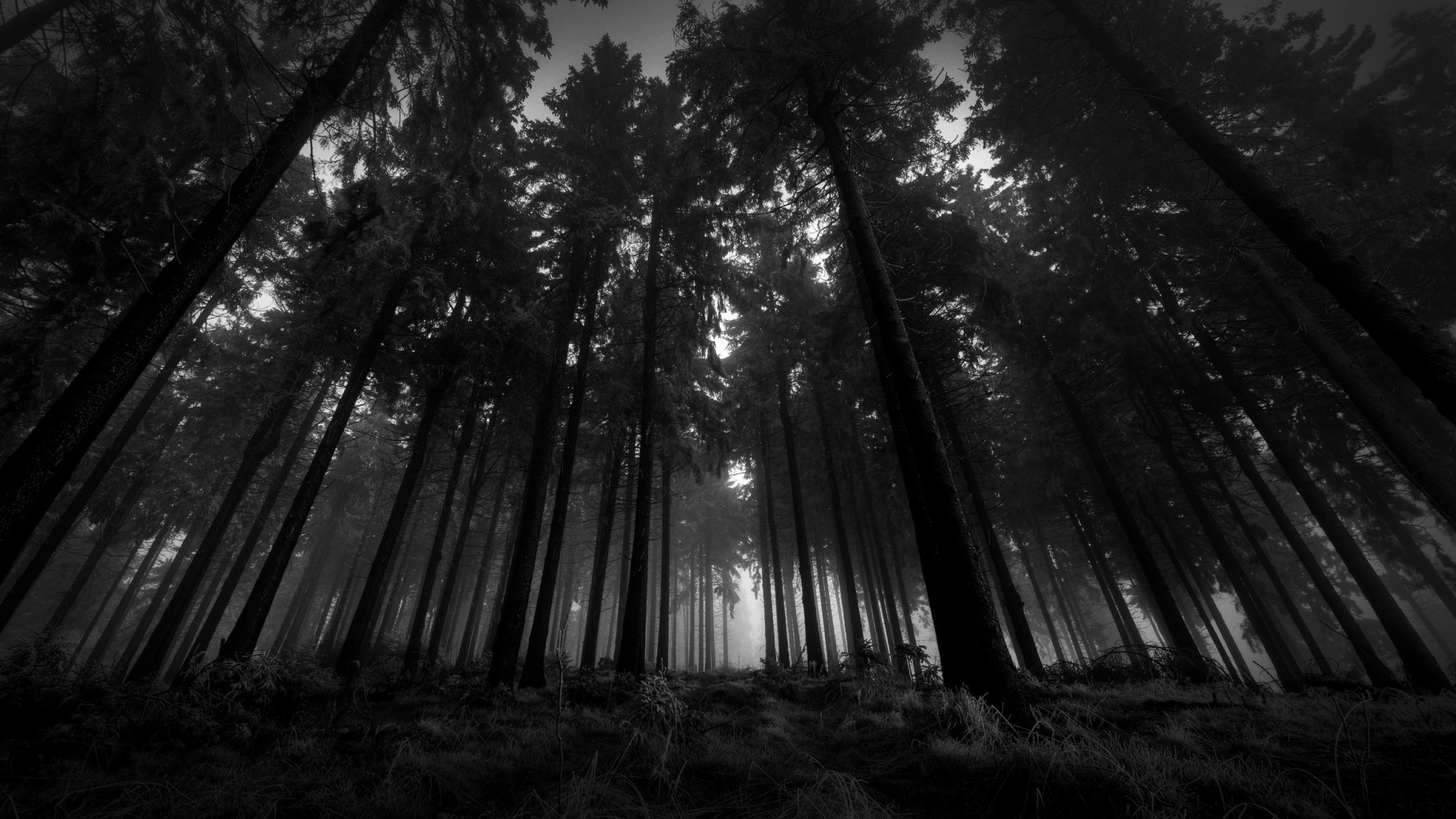 2048x1152 Preview wallpaper wood, black-and-white, from below, trees, gloomy