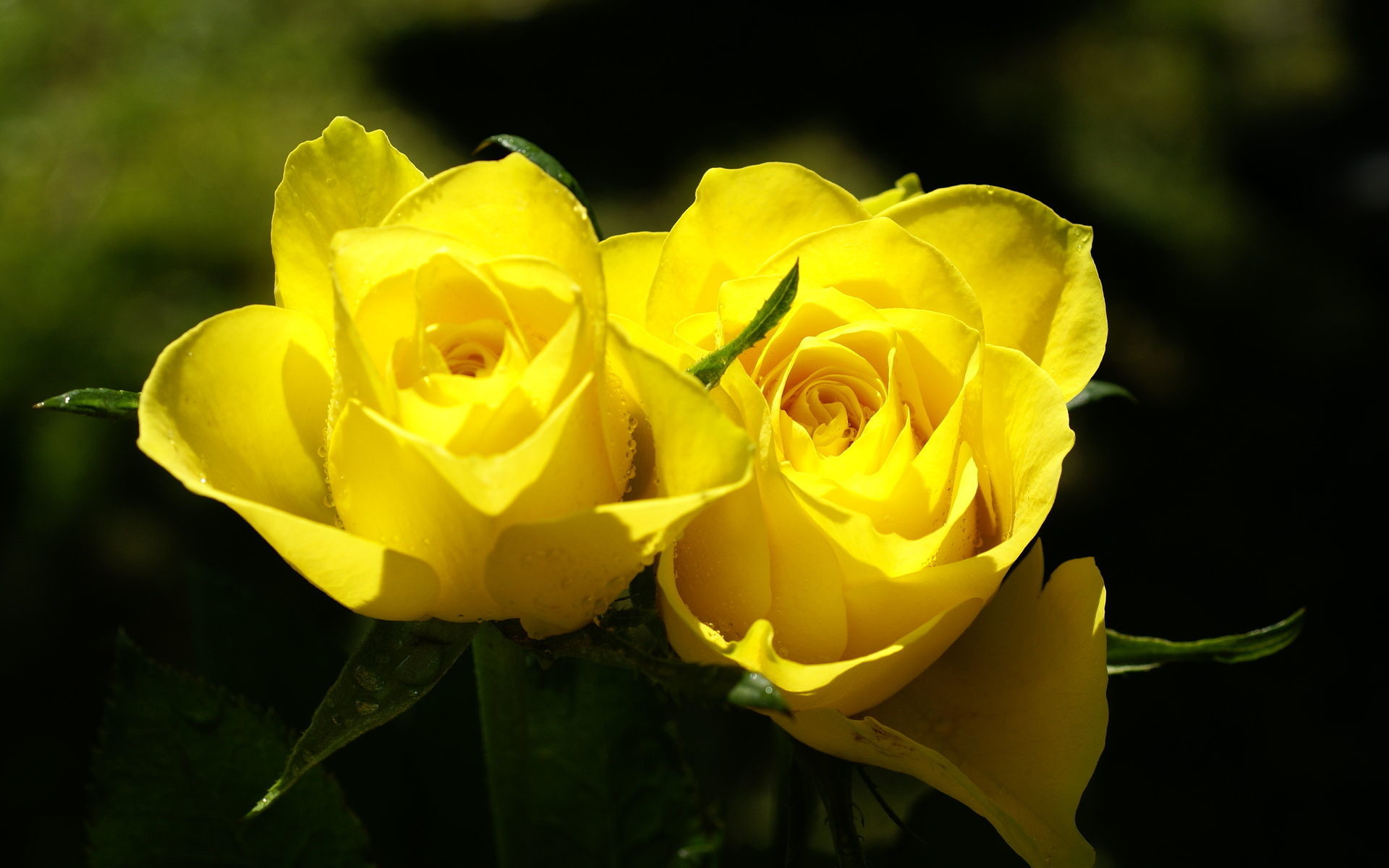 1920x1200 Yellow Roses HD Wallpaper