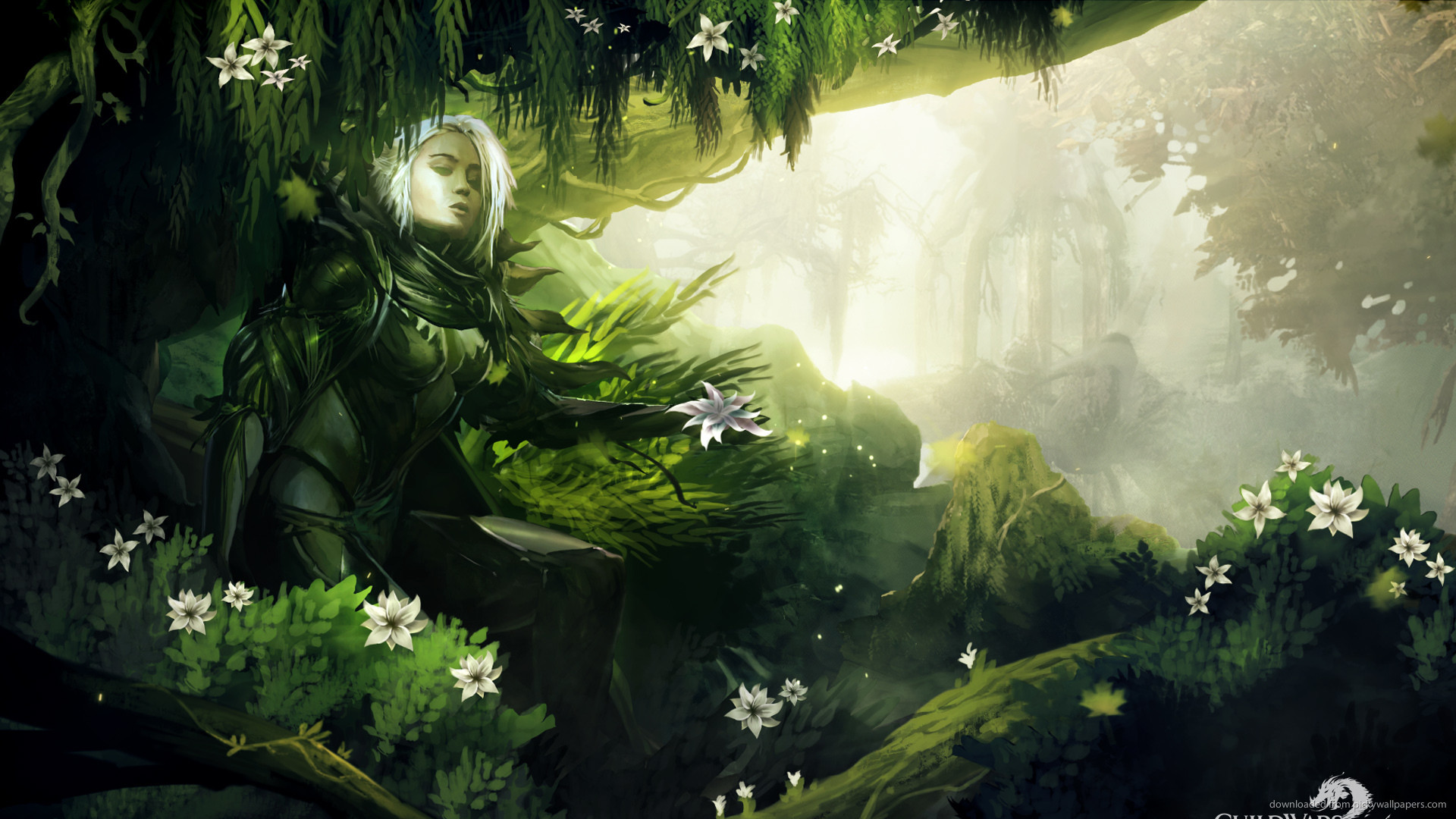 1920x1080 Guild Wars 2 — Forest picture