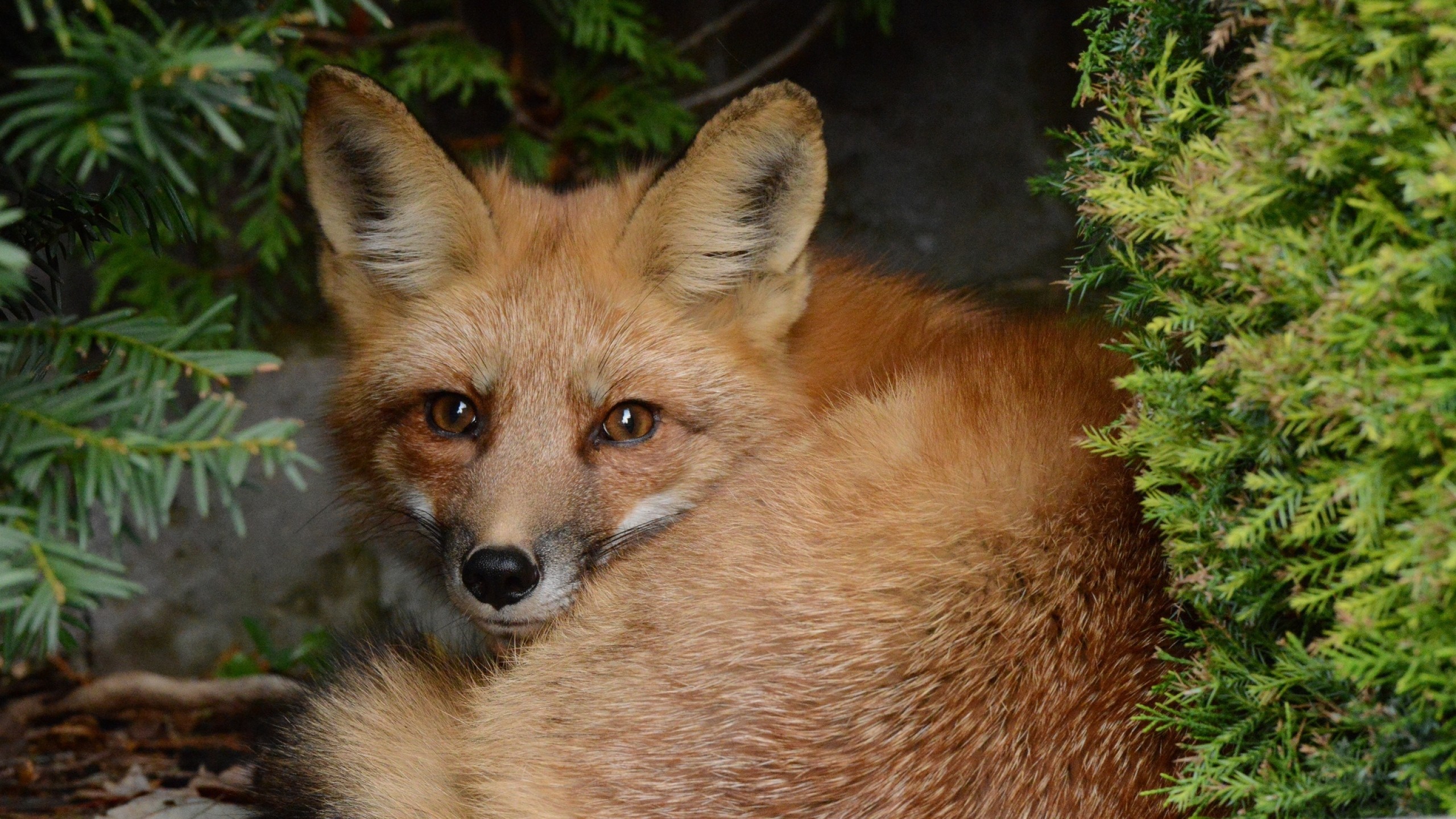 2560x1440  Wallpaper fox, bushes, sitting, furry