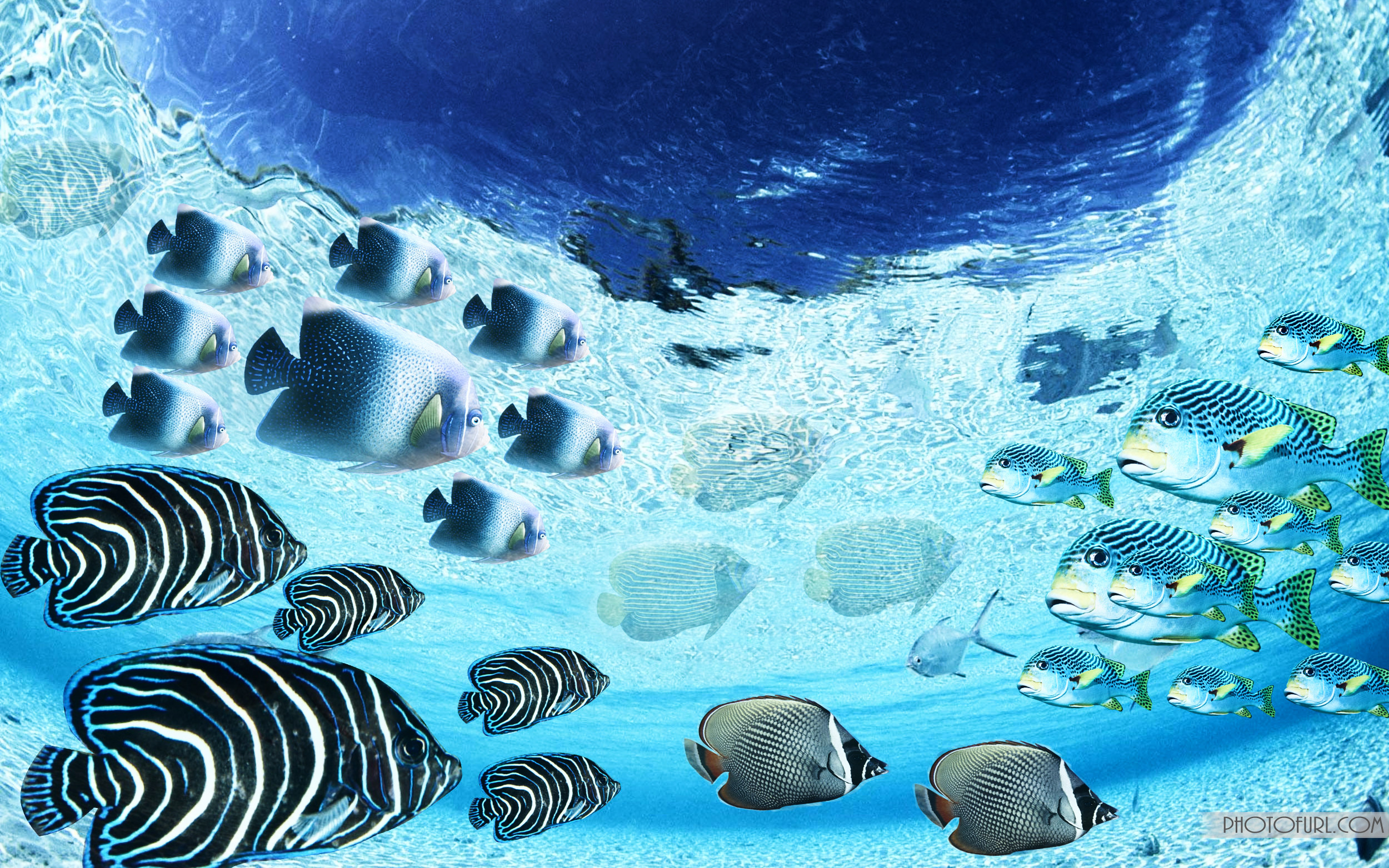 2500x1563 The Most Beautiful And Colorful Aquatic Sea Creatures Life Wallpaper For  Computer And Laptops Desktops