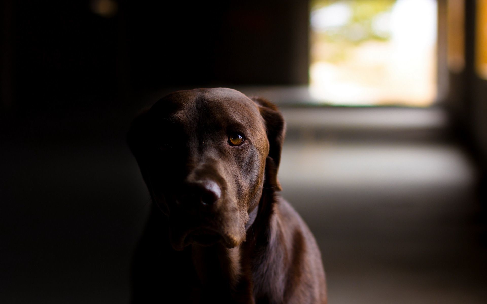 Chocolate Lab Wallpaper (69+ images)