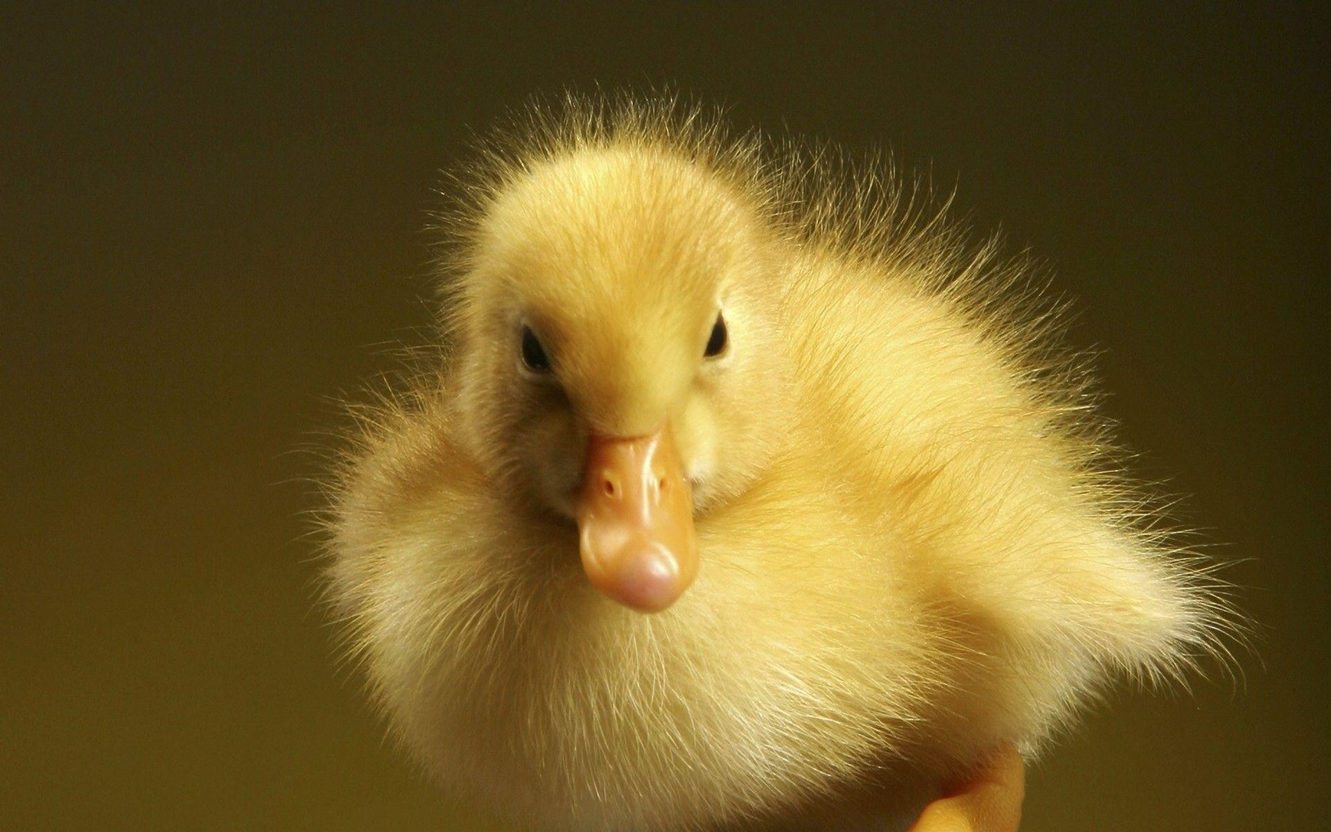 1920x1200 Baby ducks and momma I am so sorry :( | fav people | Pinterest .