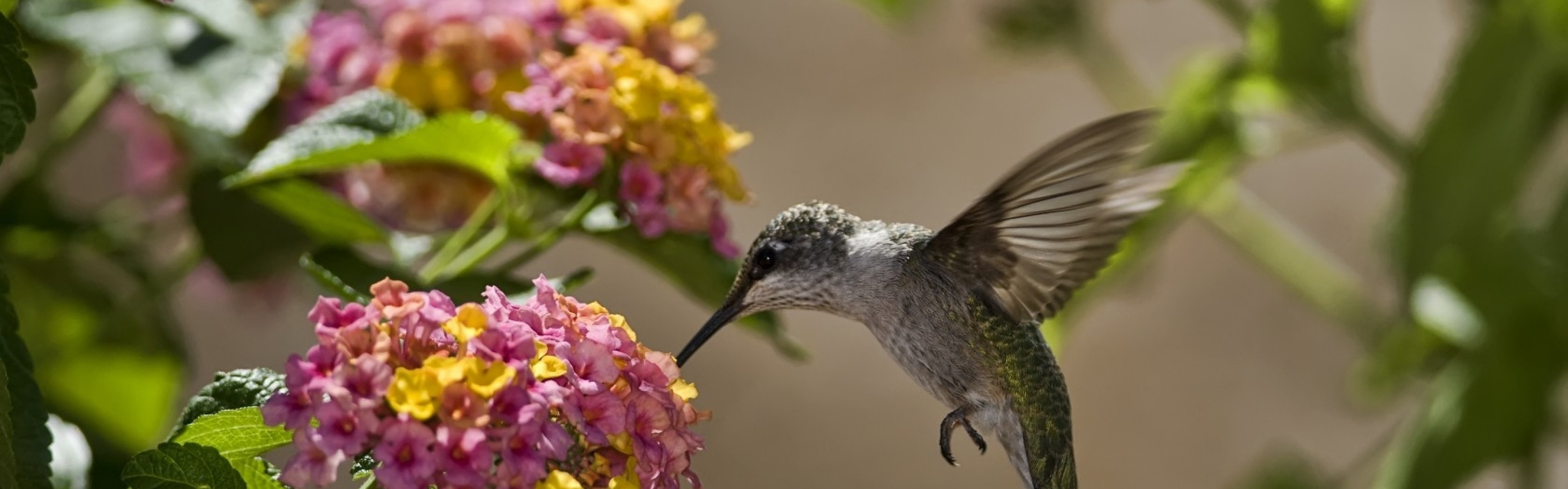 3840x1200  Wallpaper birds, hummingbirds, flowers, leaves, sun