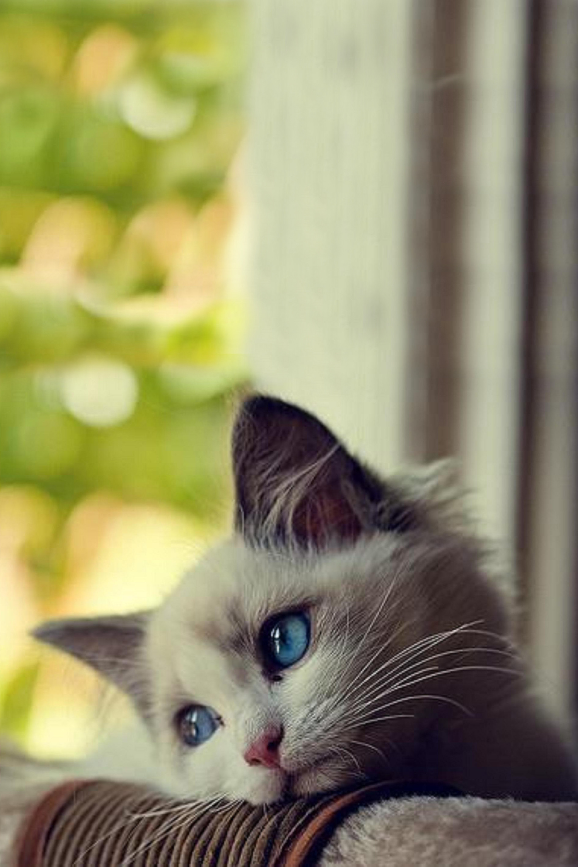 74+ Kitten Wallpapers: HD, 4K, 5K for PC and Mobile | Download free images  for iPhone, Android