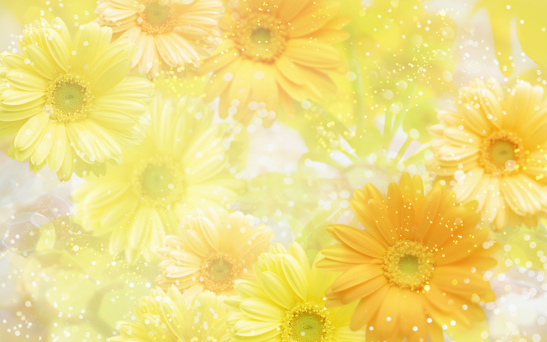 1920x1200 Yellow flower background