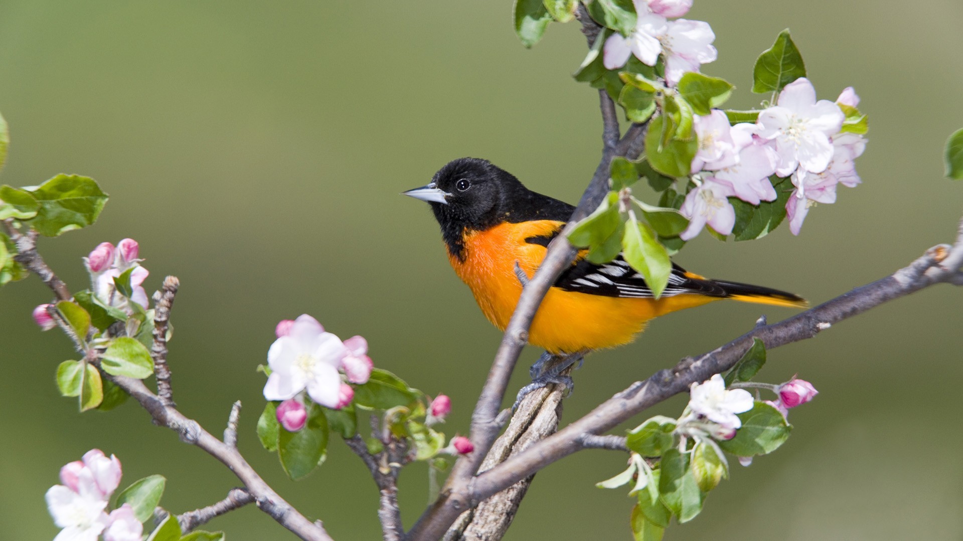 1920x1080 birds, Canada, Baltimore, Orioles Wallpapers HD / Desktop and Mobile  Backgrounds