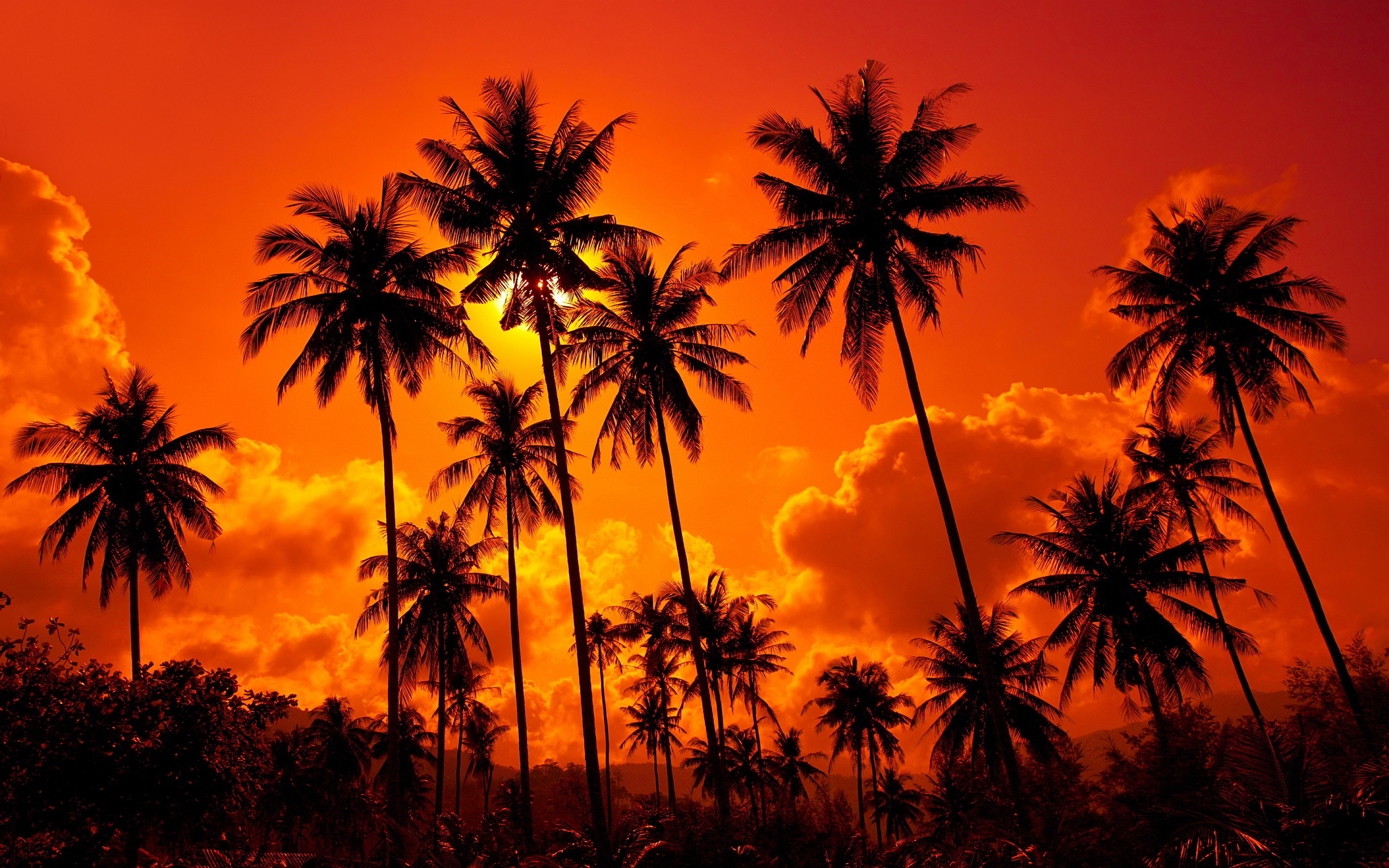 Palm Tree Sunset Wallpaper 70 Images